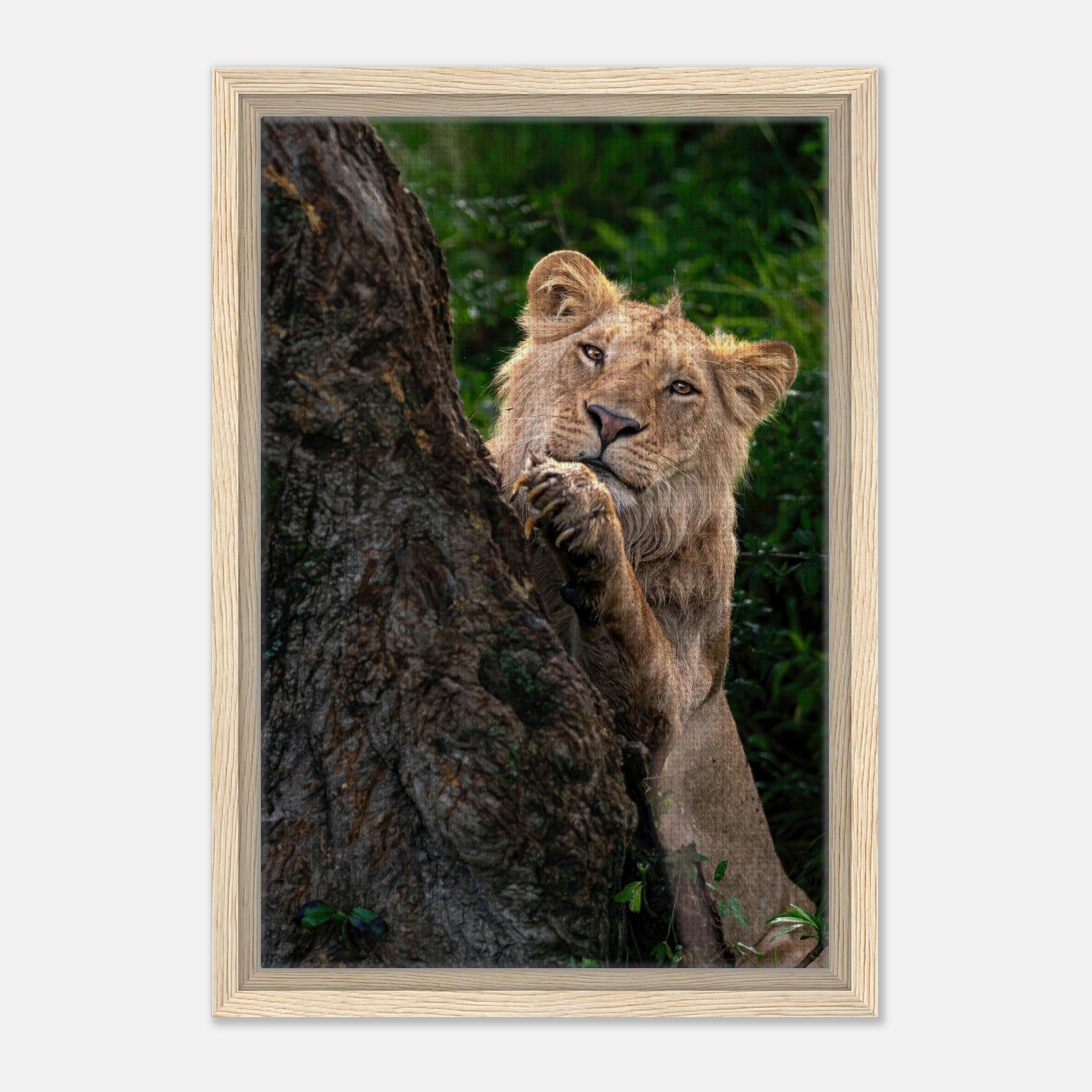 Playful lion framed canvas print featuring a young lion peeking from behind a tree, vibrant colors and rich detail.