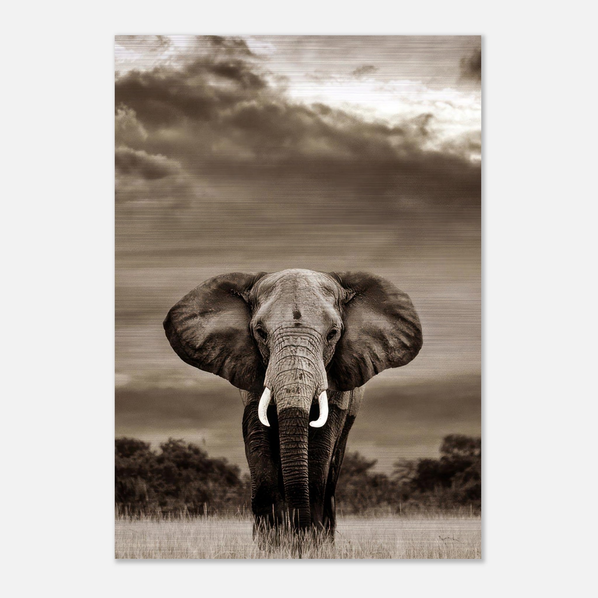 Stunning elephant portrait photography on brushed metal, showcasing the animal's majesty against a dramatic sky.
