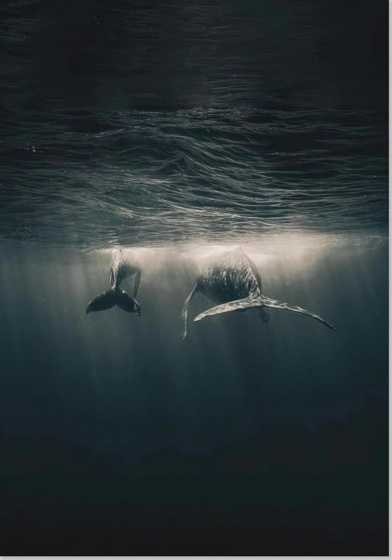 Whales in Ocean Underwater