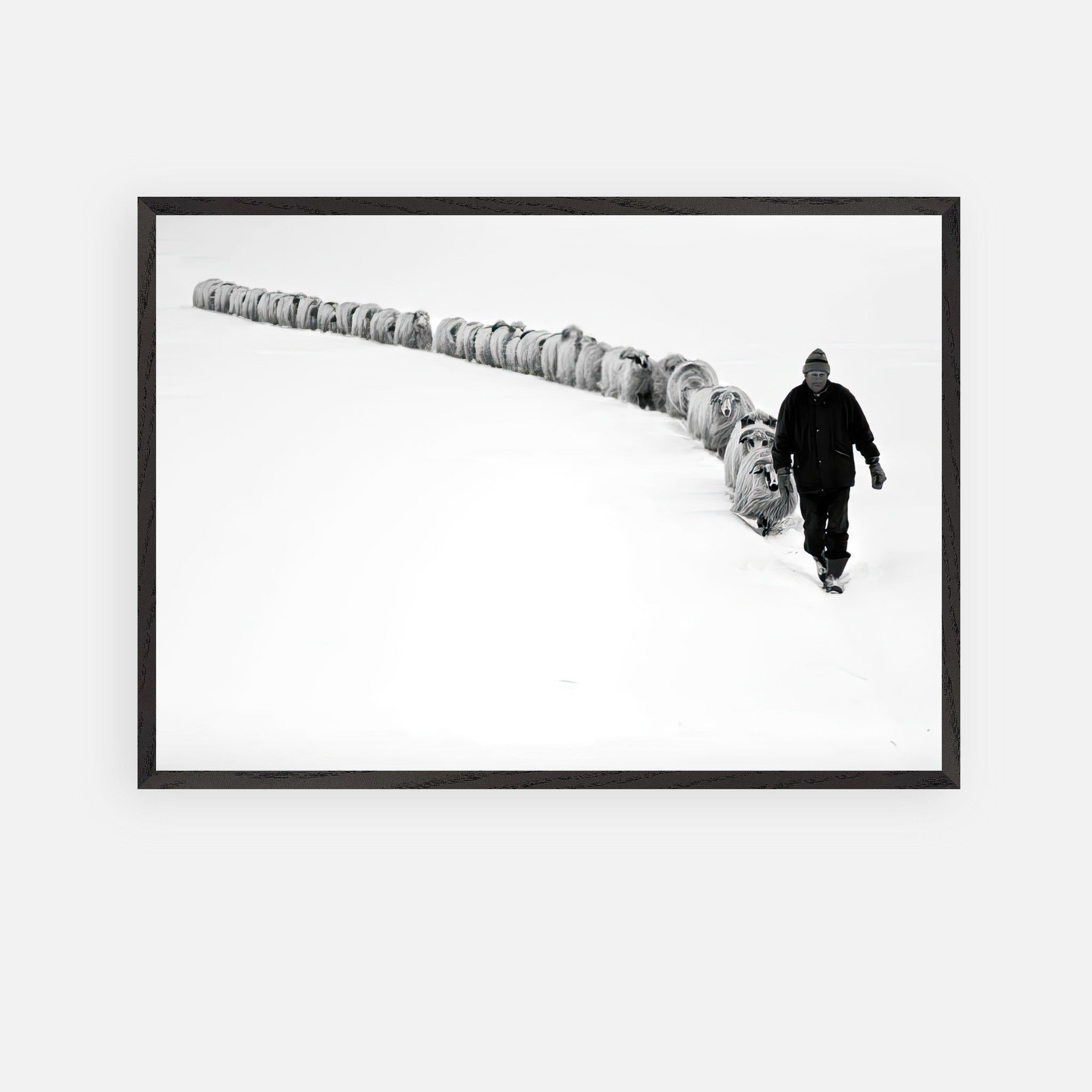 Black-and-white fine art print of a shepherd walking in snow with his flock, showcasing resilience and nature's beauty.