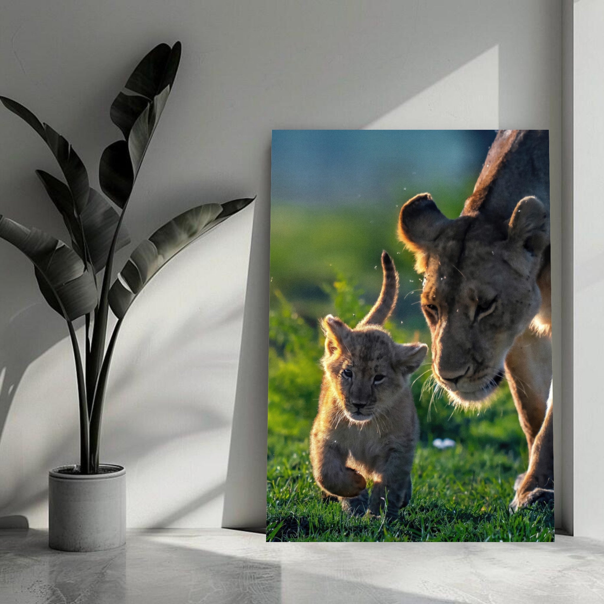 Protective Lion Mother and cub walking in sunlight, showcasing maternal strength and wildlife beauty on metal print.
