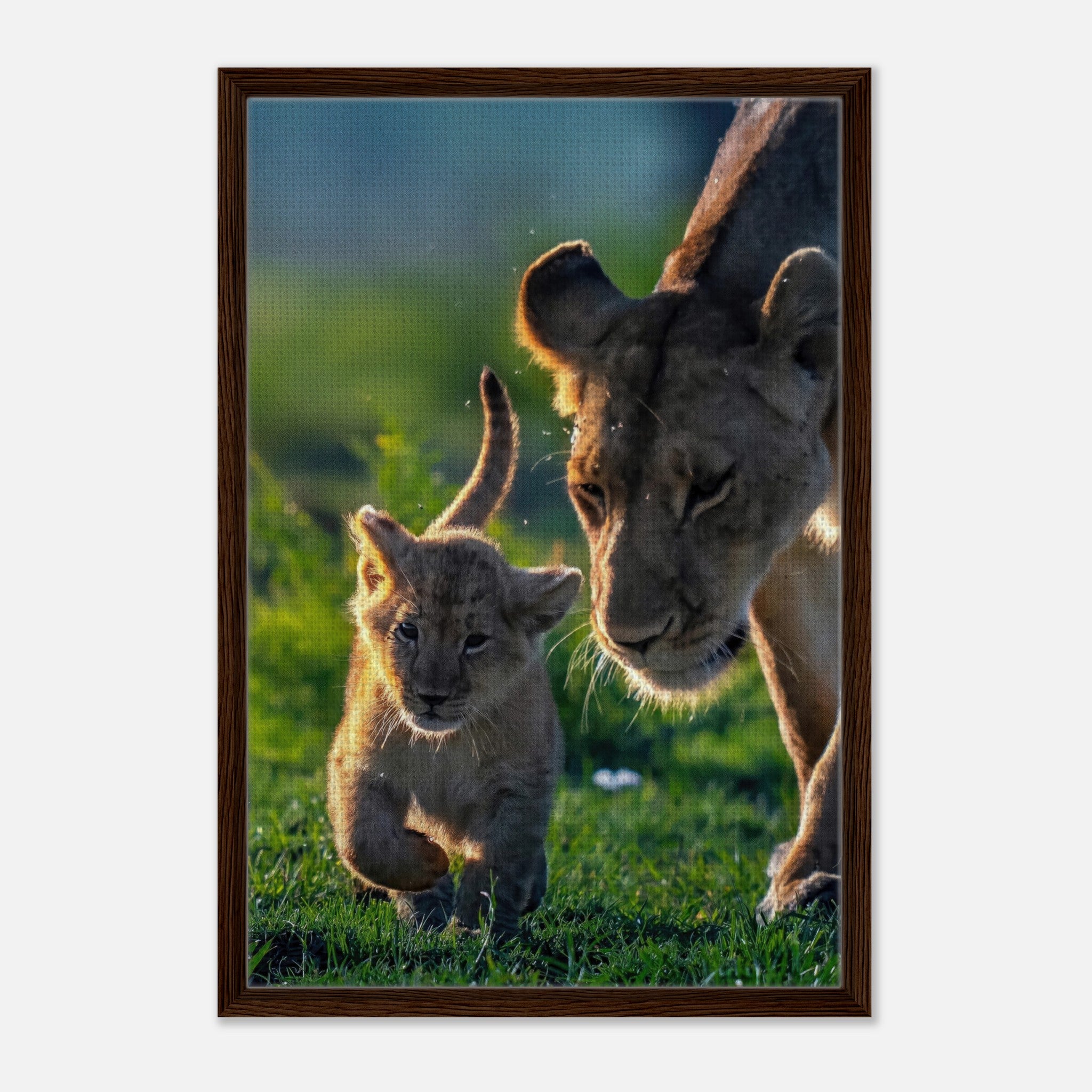 Protective lion mother and playful cub walking in golden sunlight, beautifully framed canvas print.