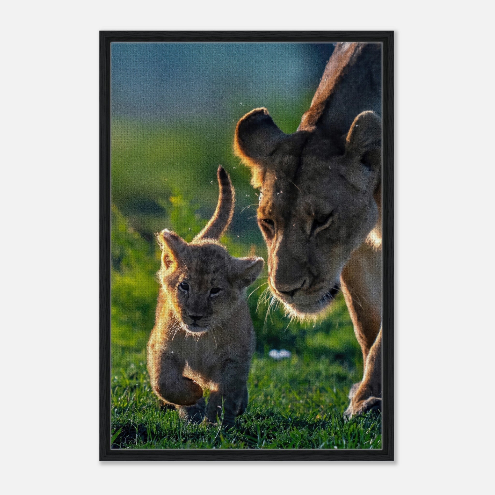 Protective Lion Mother framed canvas print featuring a lioness and her playful cub in a sunlit savanna.