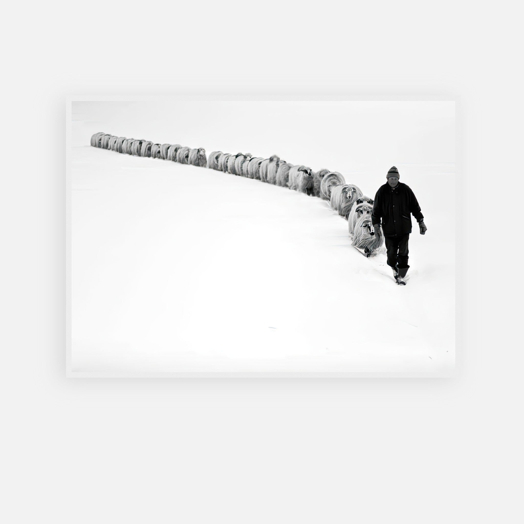 Black-and-white photograph of a shepherd guiding sheep through a snowy landscape, symbolizing resilience and unity.