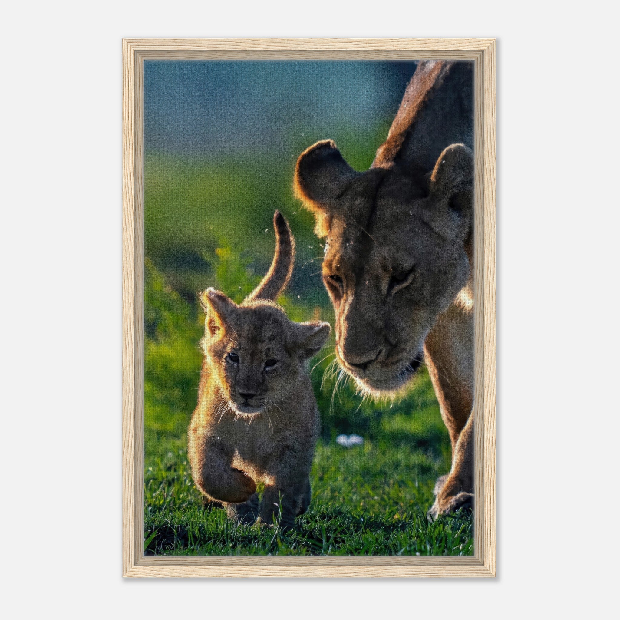Protective Lion Mother Framed Canvas Print featuring a lioness and her playful cub in a sunlit savanna.