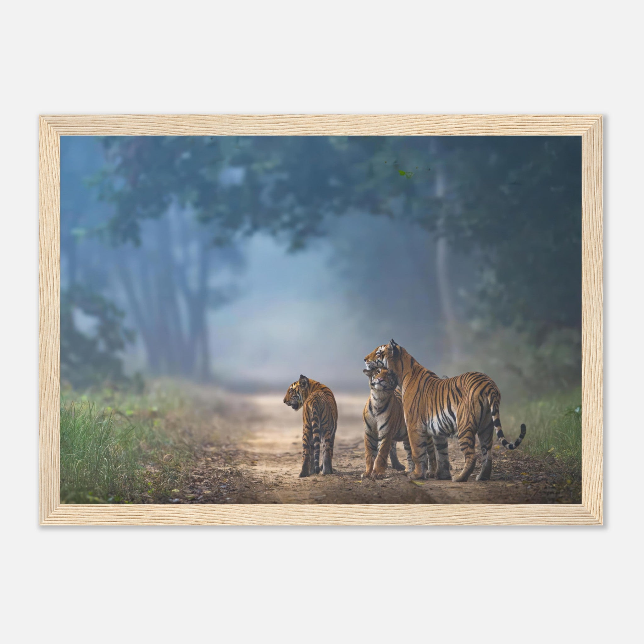 Framed print of a tiger family walking on a misty forest pathway, showcasing the bond between them.
