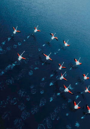 Flamingos Drone Photography