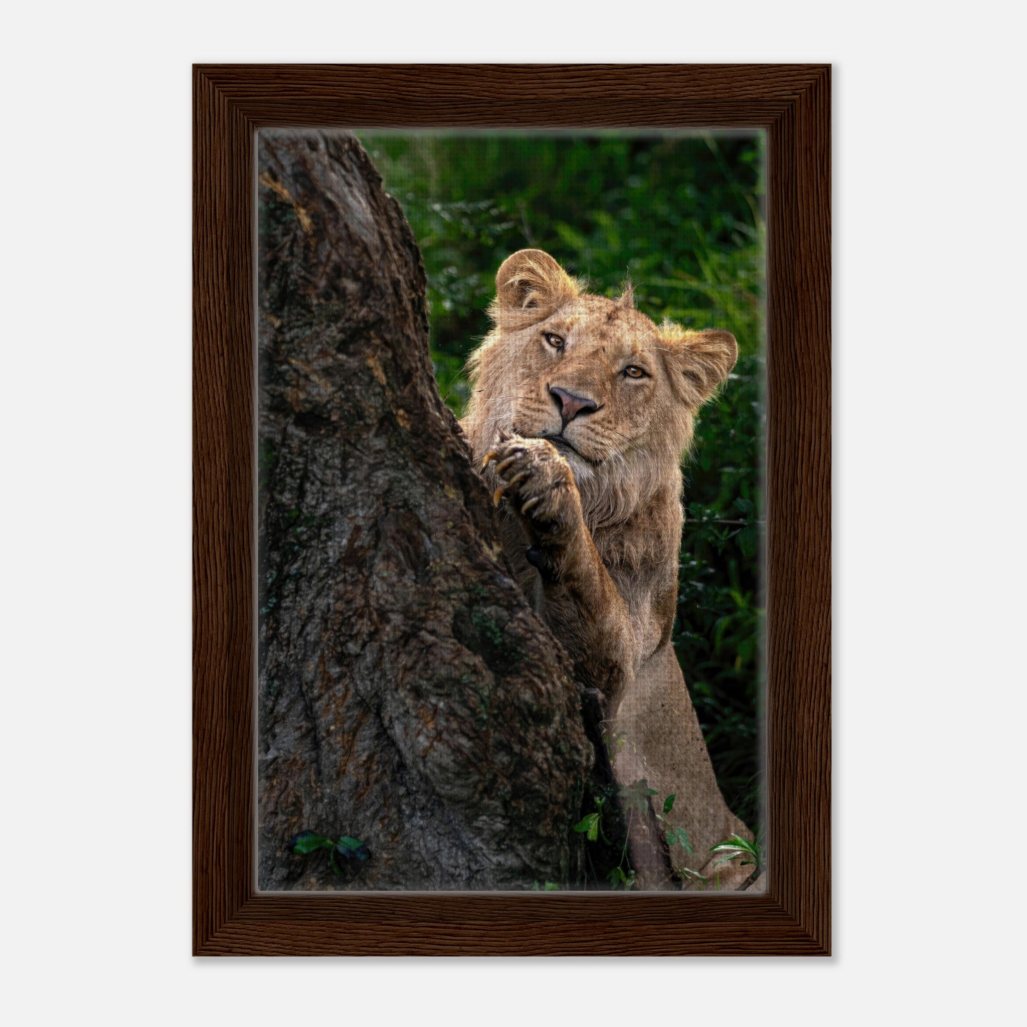 Playful lion framed canvas print showcasing a young lion peeking from behind a tree, ideal for wildlife enthusiasts.