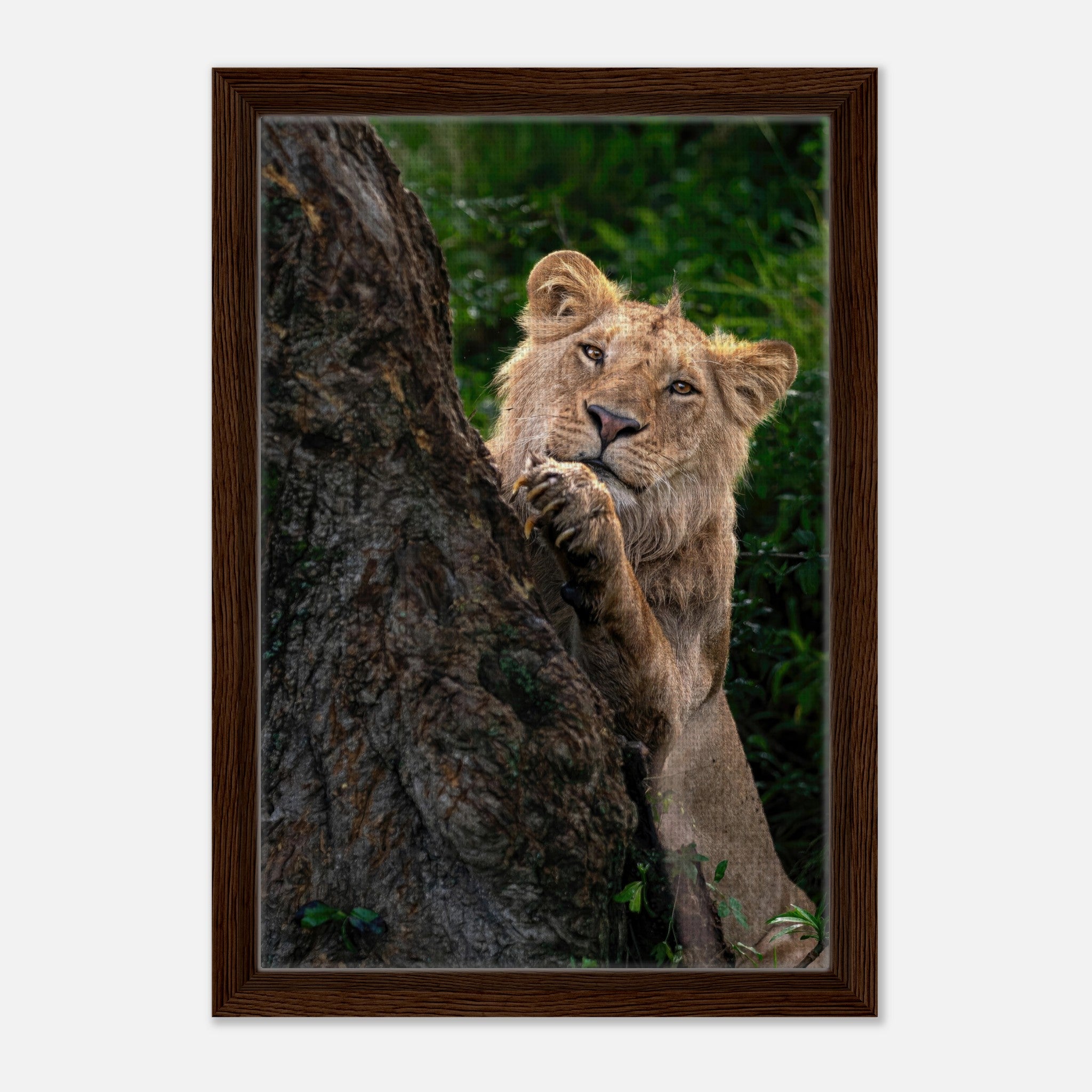 Playful lion framed canvas print depicting a young lion curiously peeking from behind a tree.