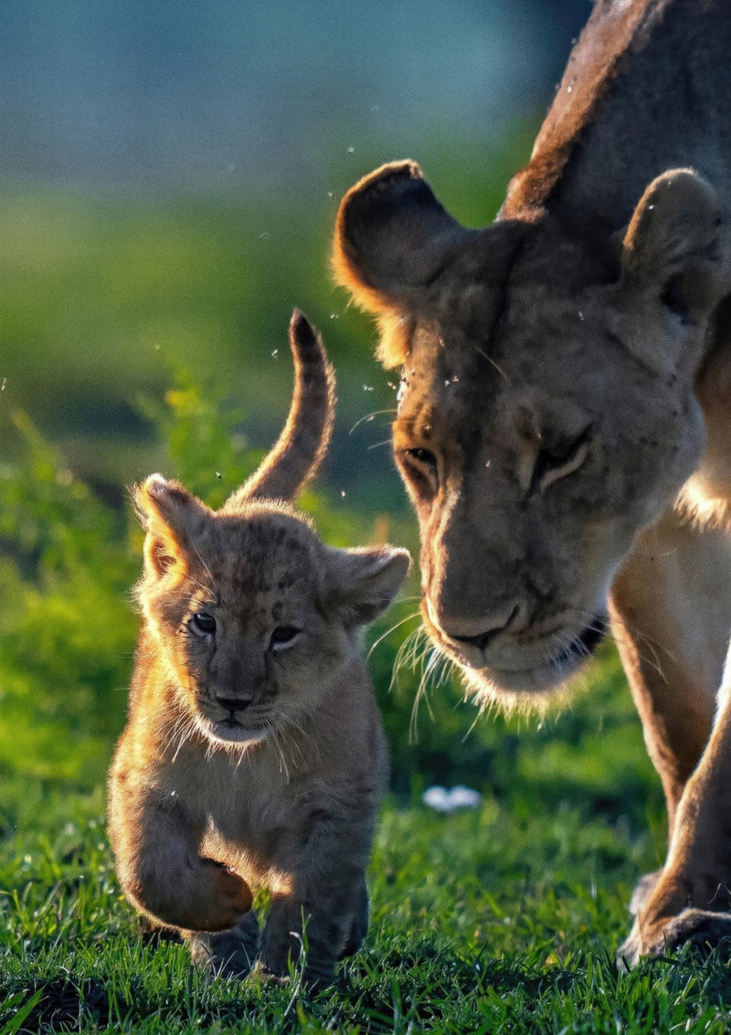 Mère Lion Protectrice