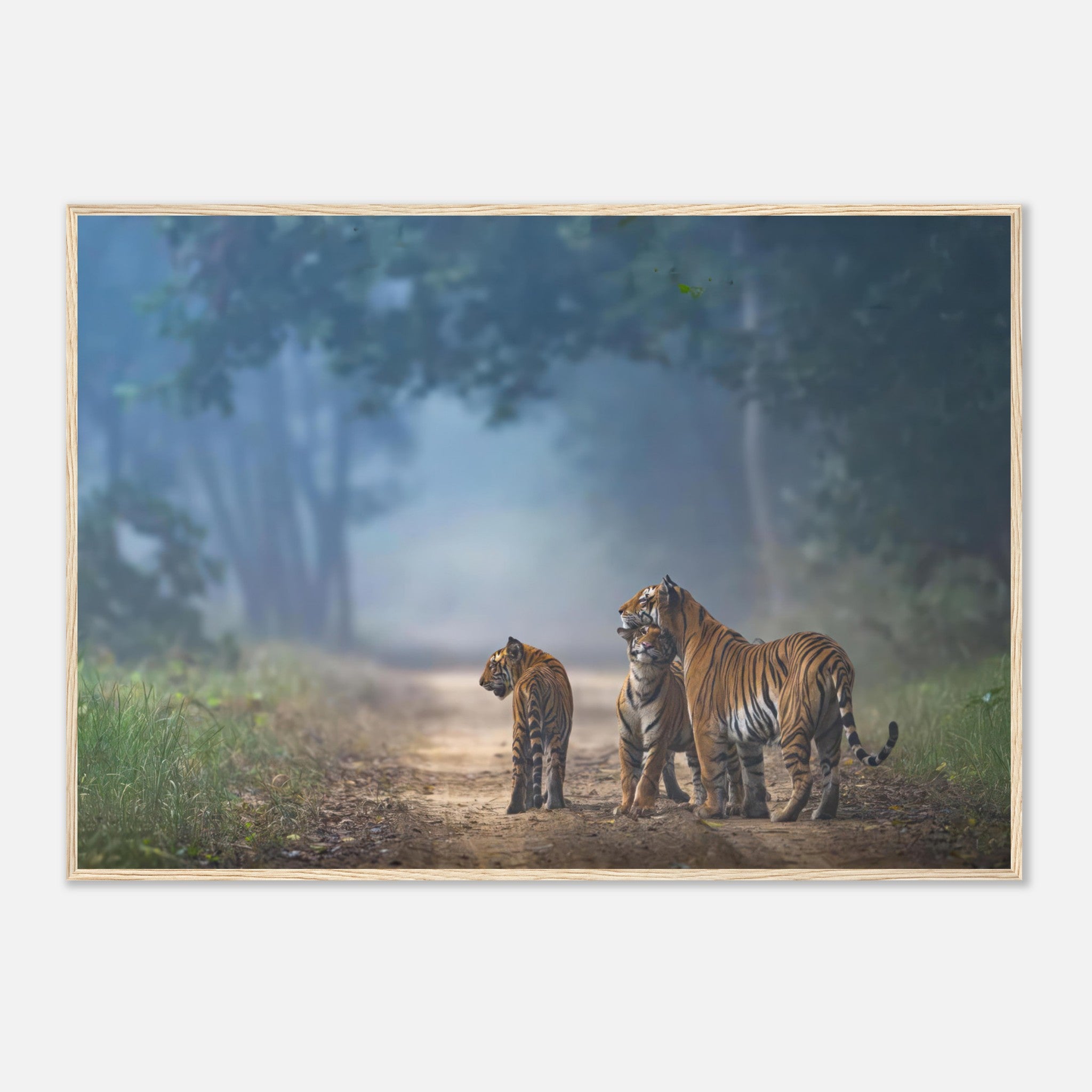 Framed print of a tiger family on a misty forest path, showcasing their bond and vivid orange coats.