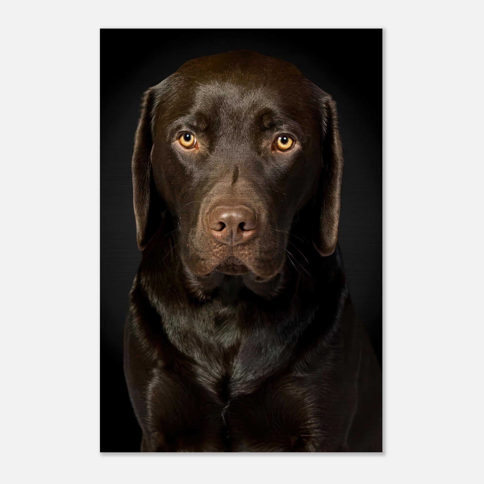 Chocolate Labrador portrait on brushed metal, showcasing deep brown tones and soulful gaze.