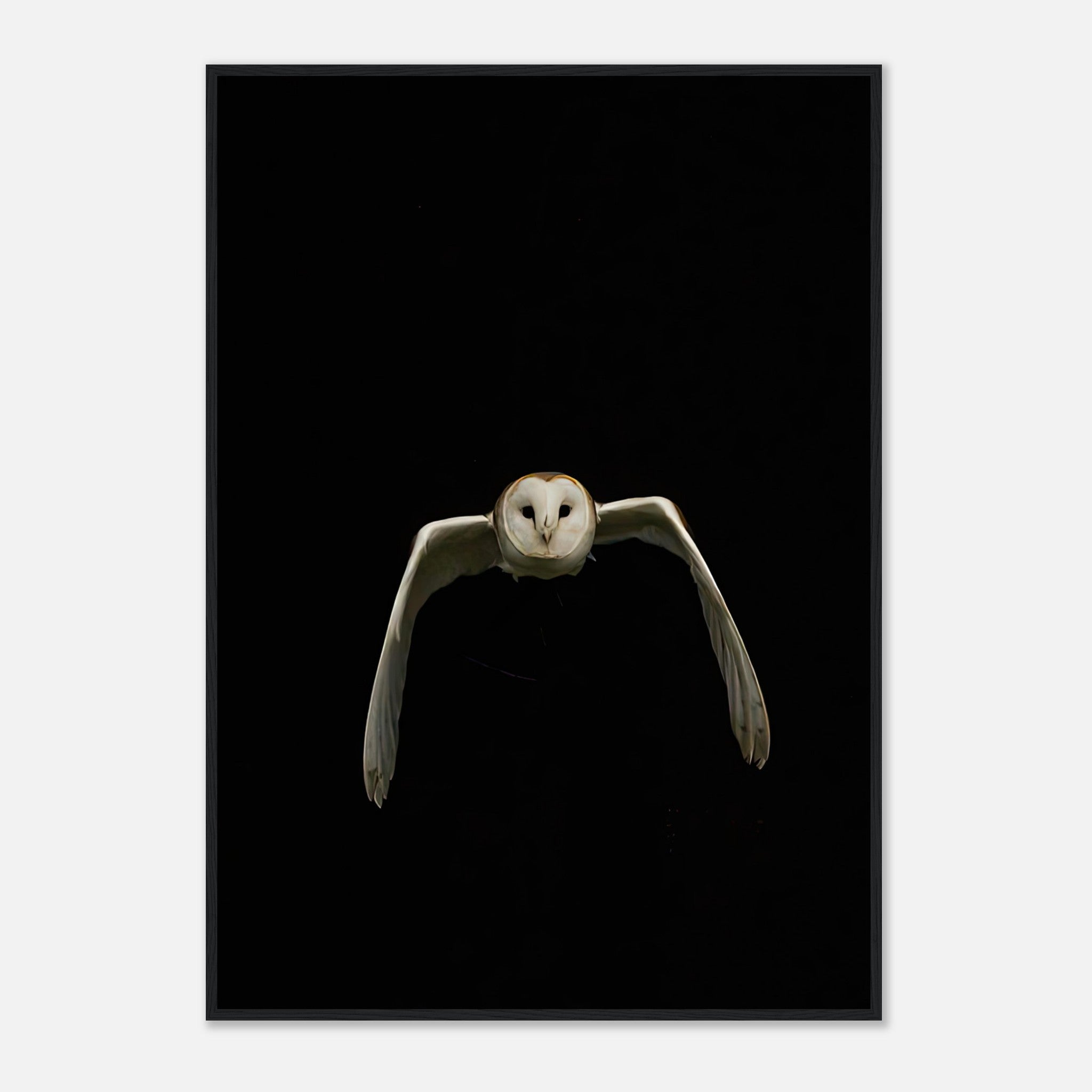 Owl framed print featuring a barn owl in mid-flight against a dramatic black background.