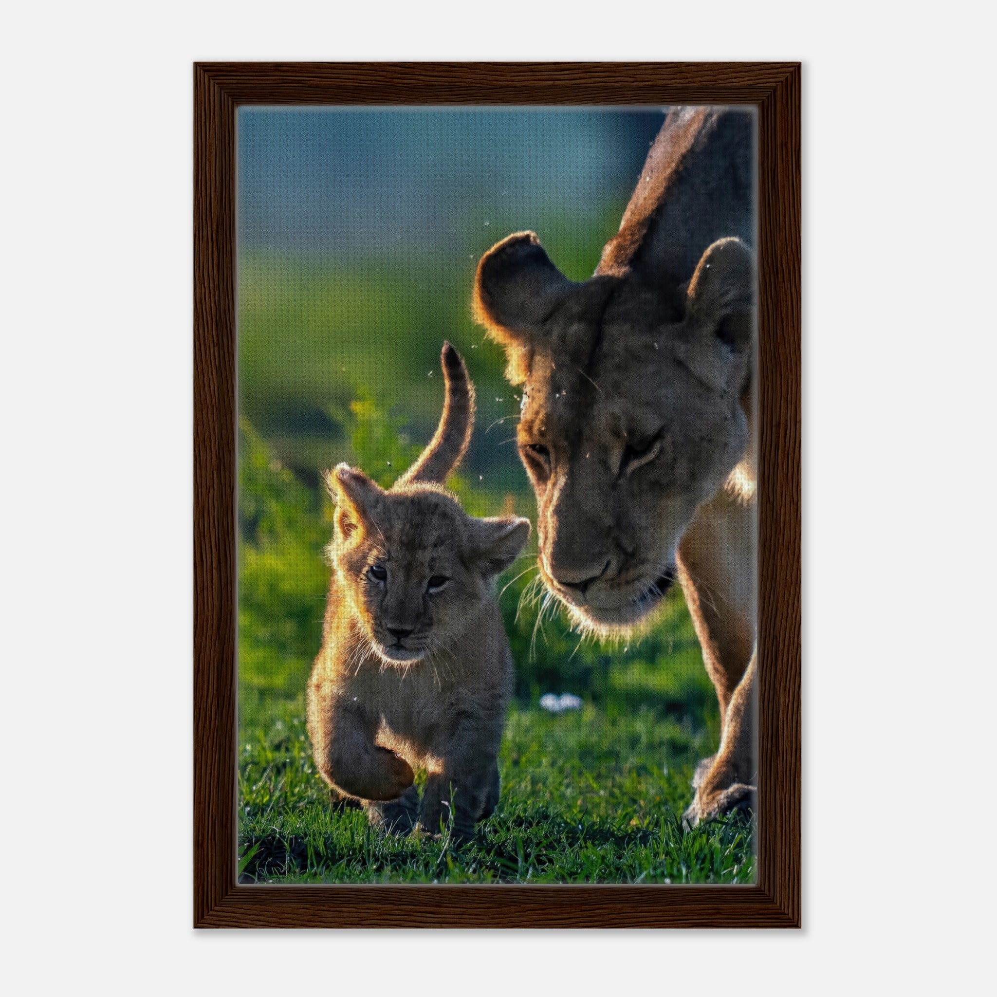 Protective Lion Mother Framed Canvas Print featuring a lioness and her playful cub in a sunlit savanna.