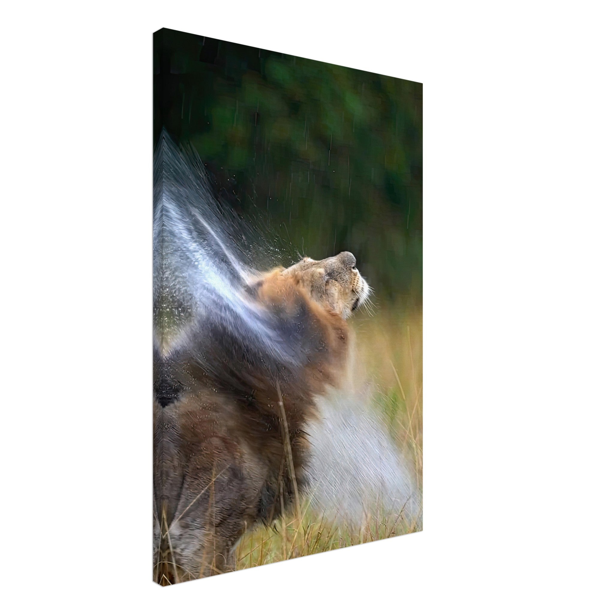 Majestic lion shaking off water, showcasing vitality and beauty in a stunning canvas artwork.