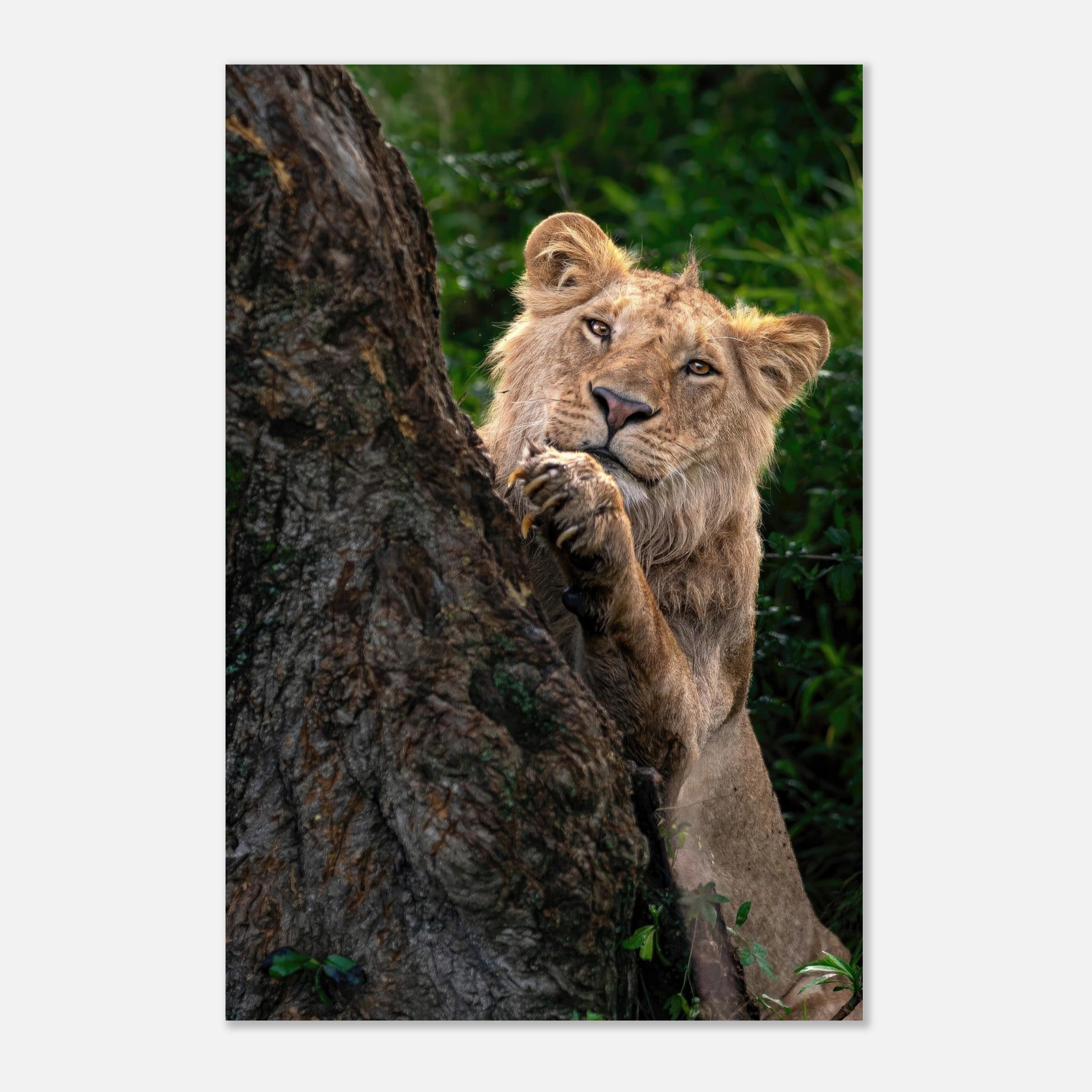 Playful lion peeking from behind a tree on a vibrant metal print, showcasing wild beauty and curiosity.