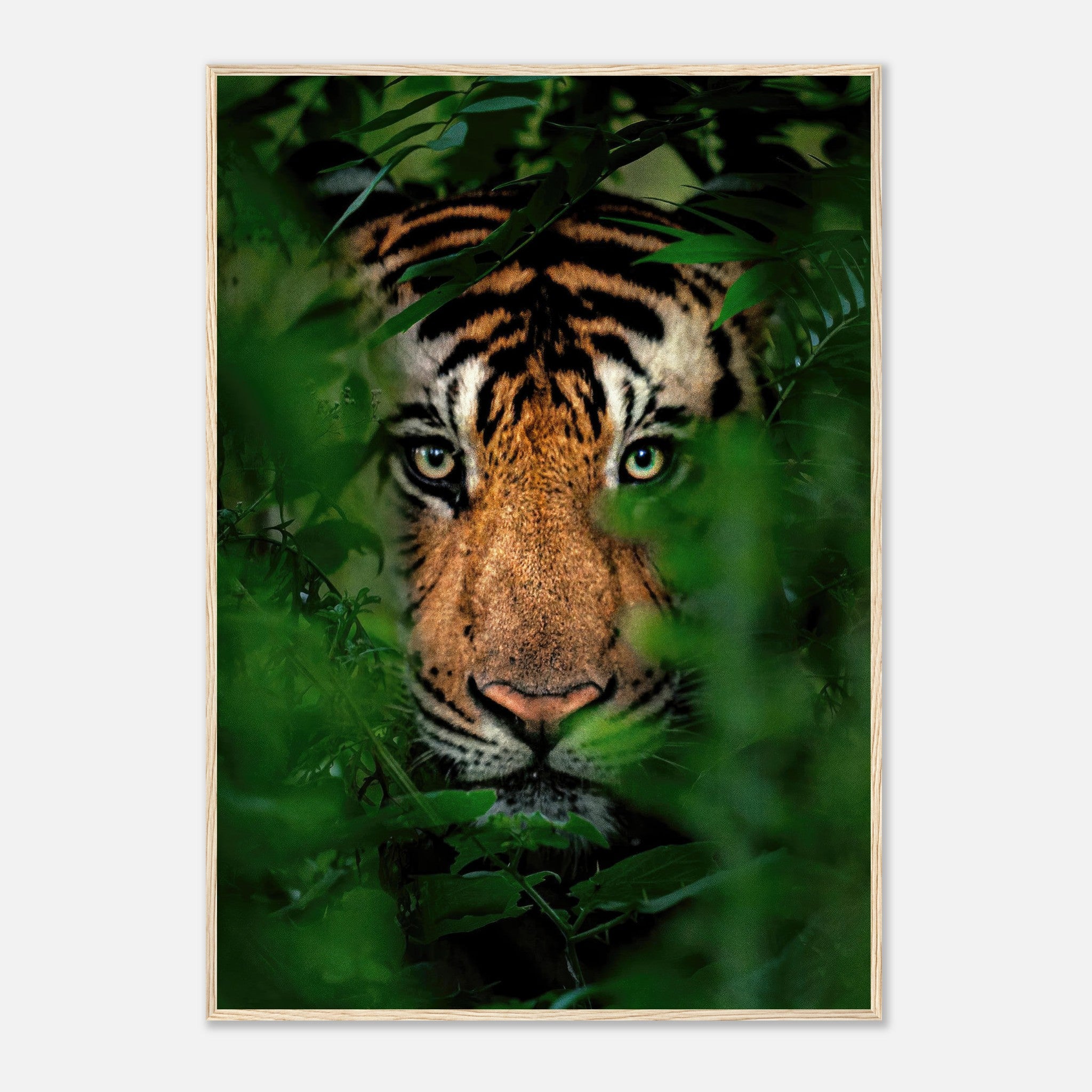 Tiger Through Jungle Framed Print featuring a close-up of a tiger peering through lush green foliage.