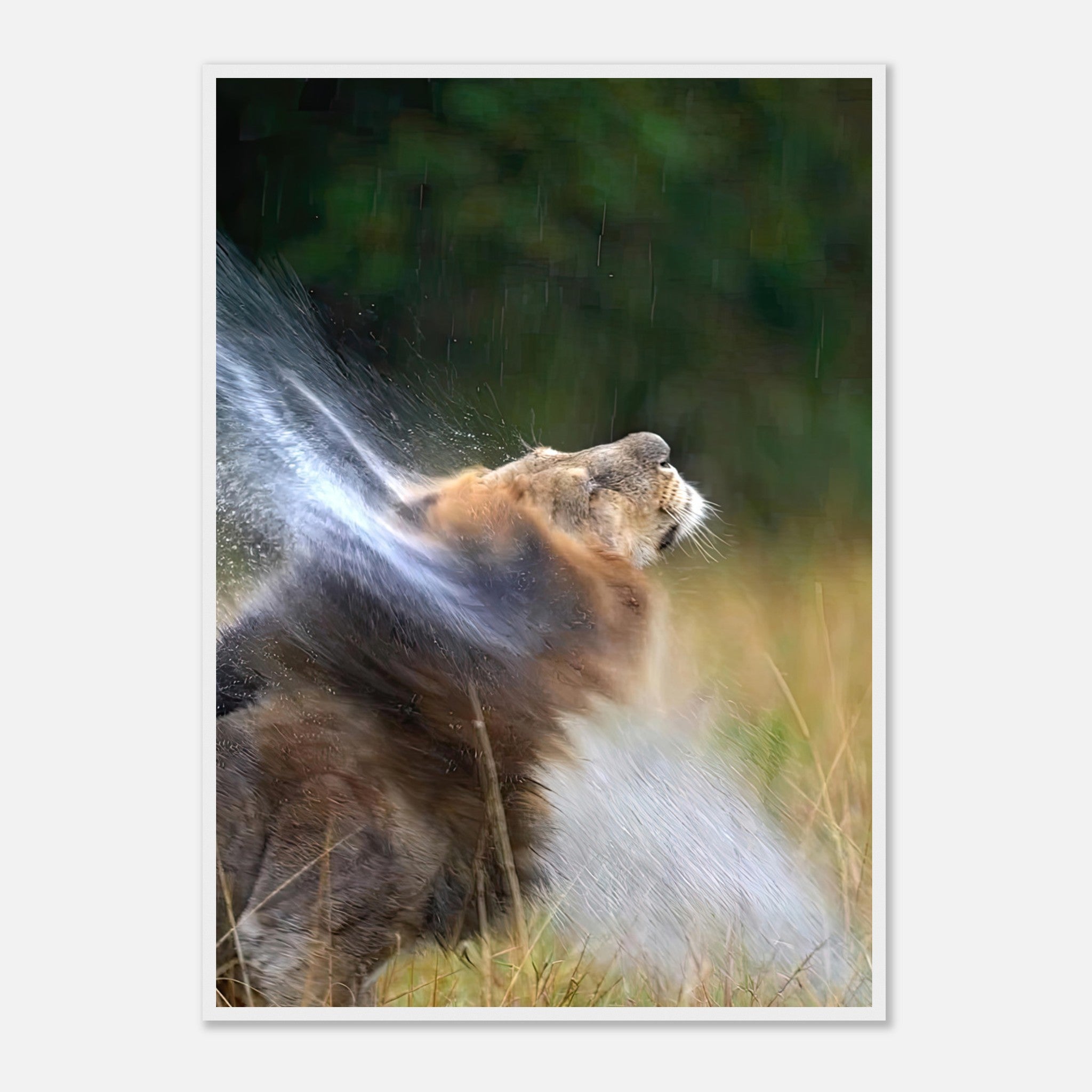 Lion shaking off water, framed print depicting a majestic lion in motion, droplets flying in a natural setting.