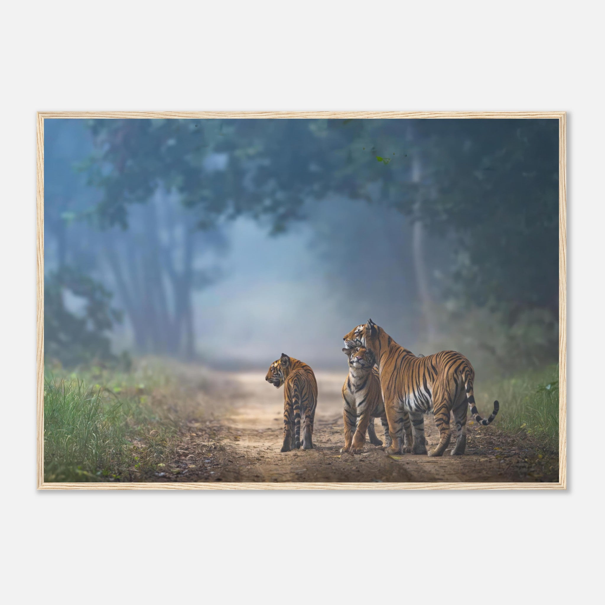 The Bond of Tigers framed print showcasing a tiger family on a misty forest pathway.