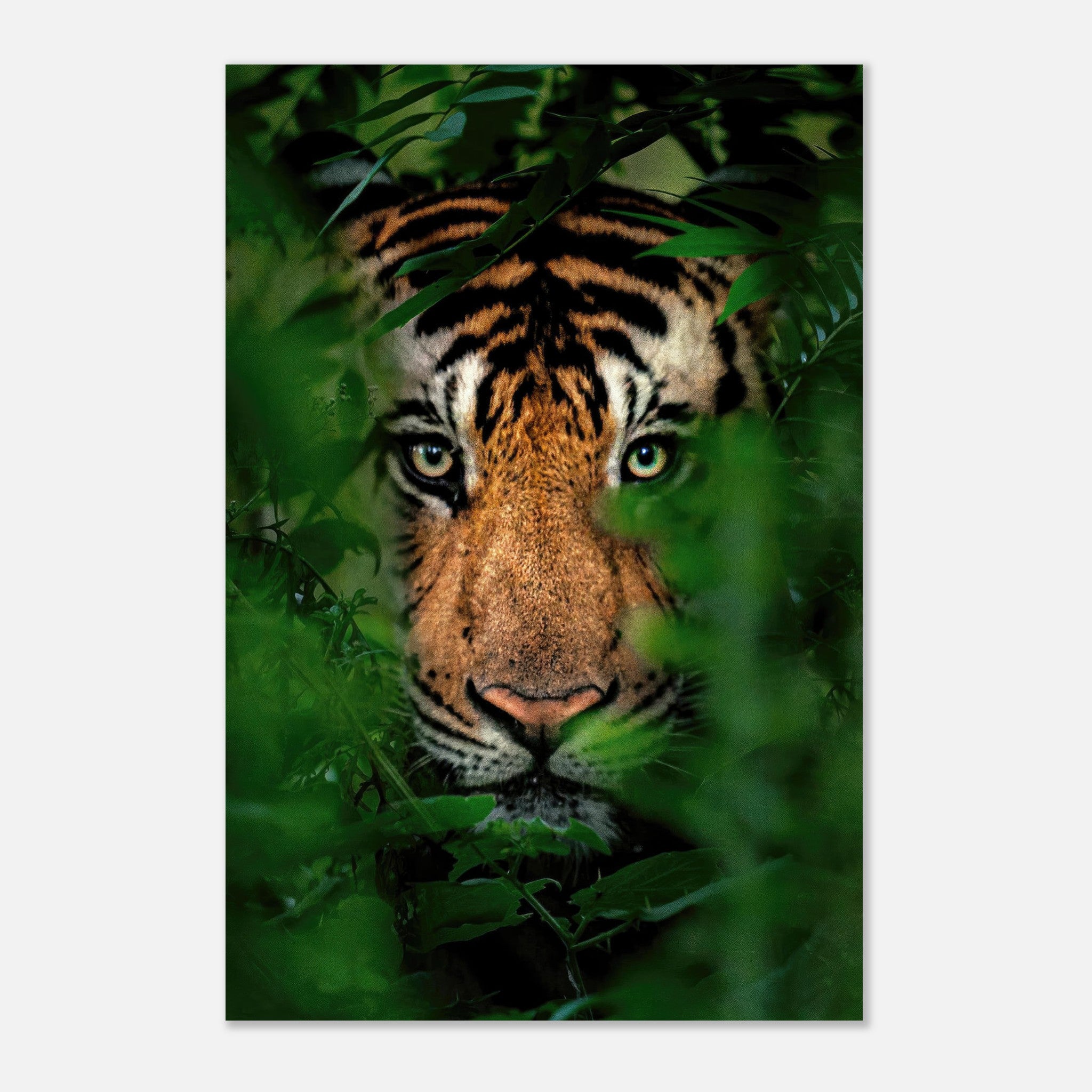 Majestic tiger emerging from lush green foliage in a striking metal print, showcasing wild beauty and power.