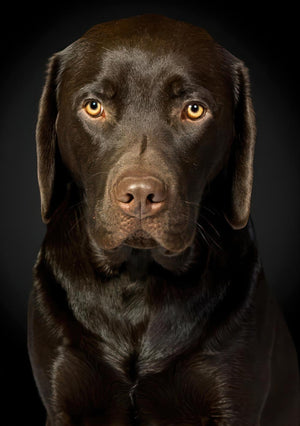 Ritratto di Labrador al cioccolato