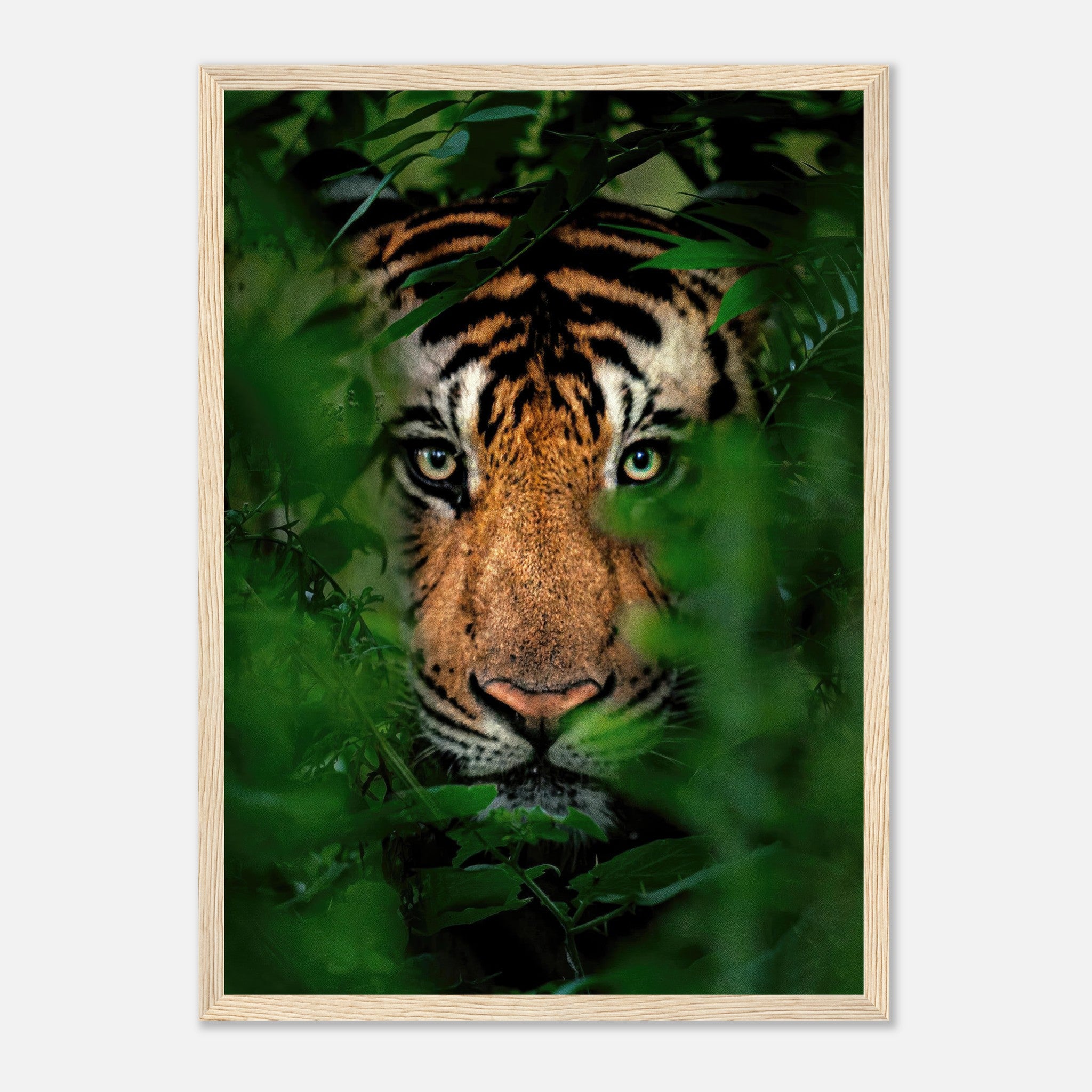 Tiger Through Jungle framed print showcasing a close-up of a tiger peering through lush green foliage.