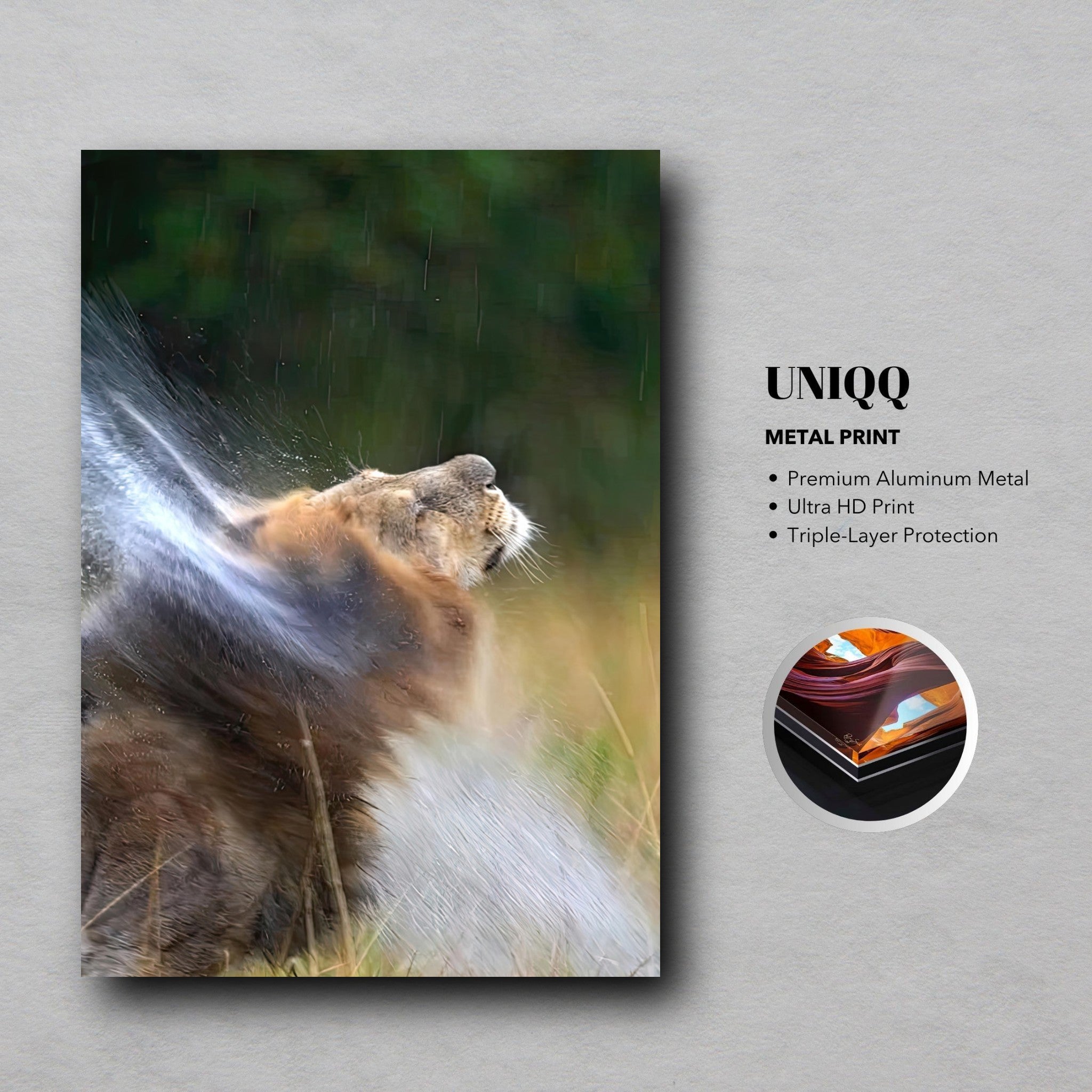 Majestic lion shaking off water droplets on premium aluminum metal print, showcasing raw power and elegance.