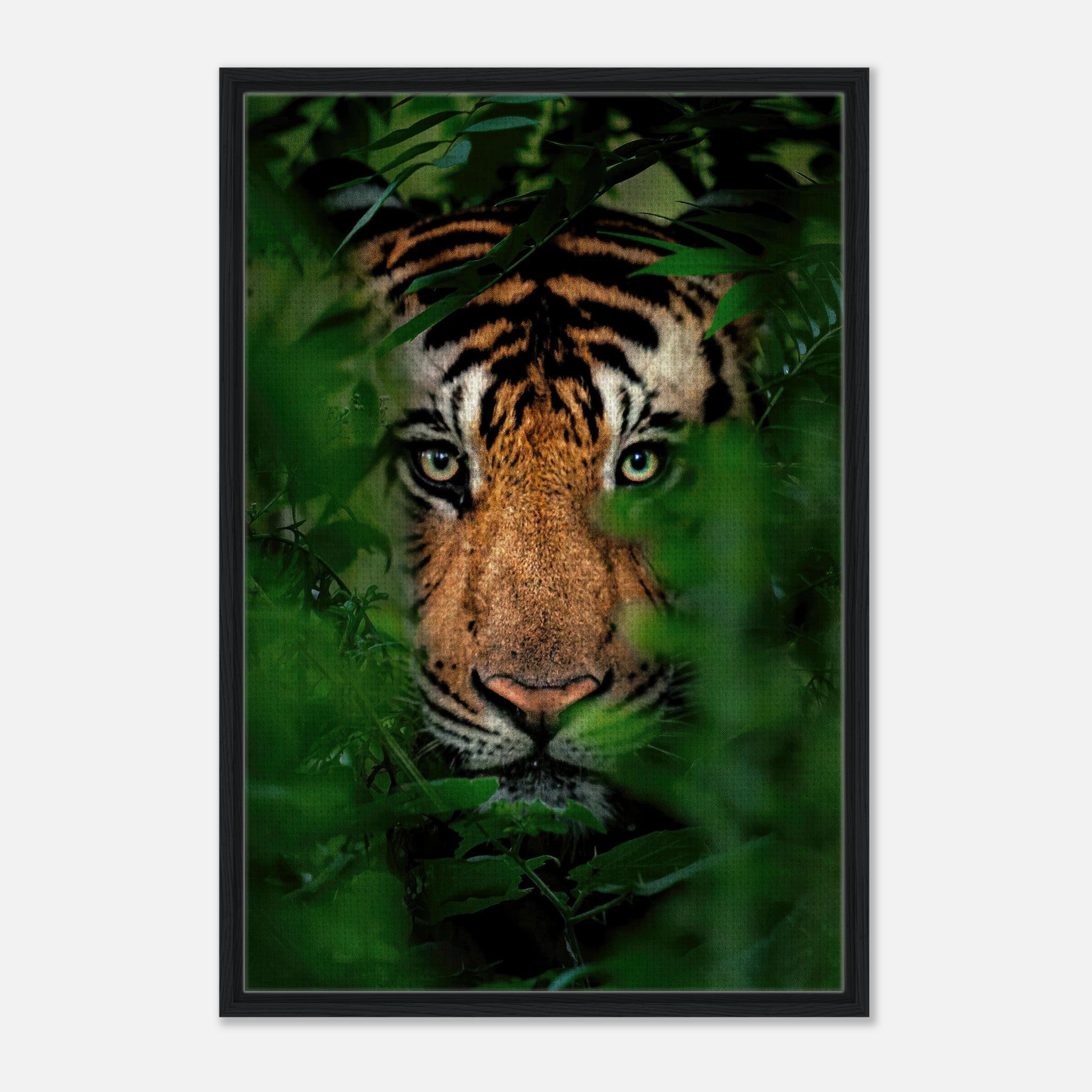 Stunning framed canvas print of a tiger's intense gaze through lush jungle foliage.