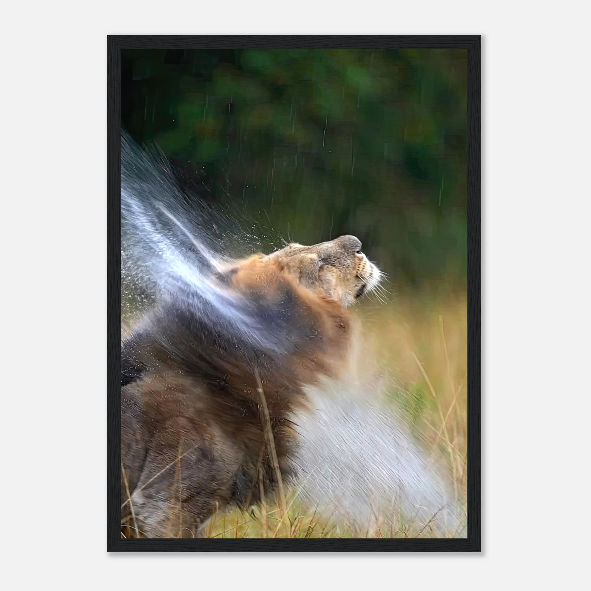 Lion shaking off water in a vibrant framed print, capturing the wild beauty and motion of this majestic animal.