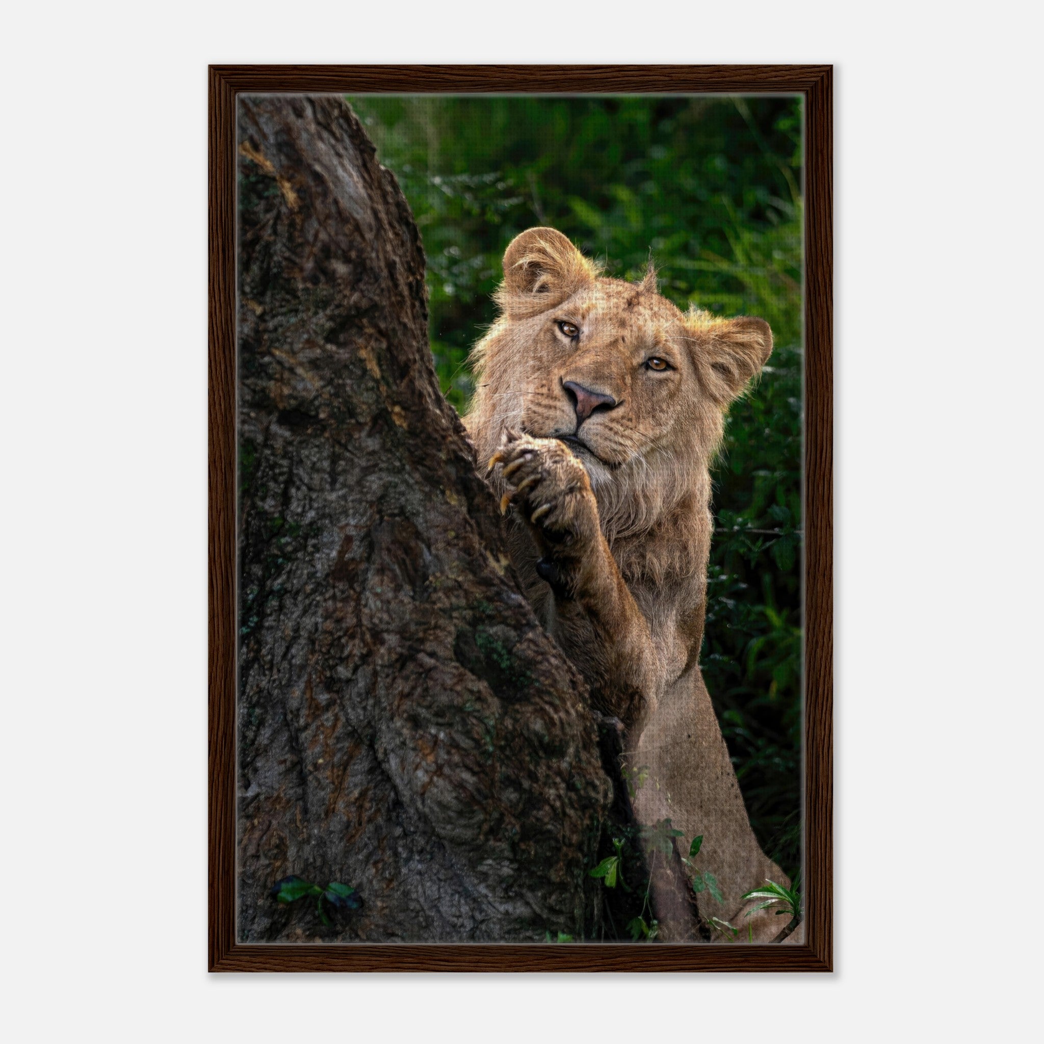 Playful lion framed canvas print featuring a young lion peeking from behind a tree in vibrant colors.