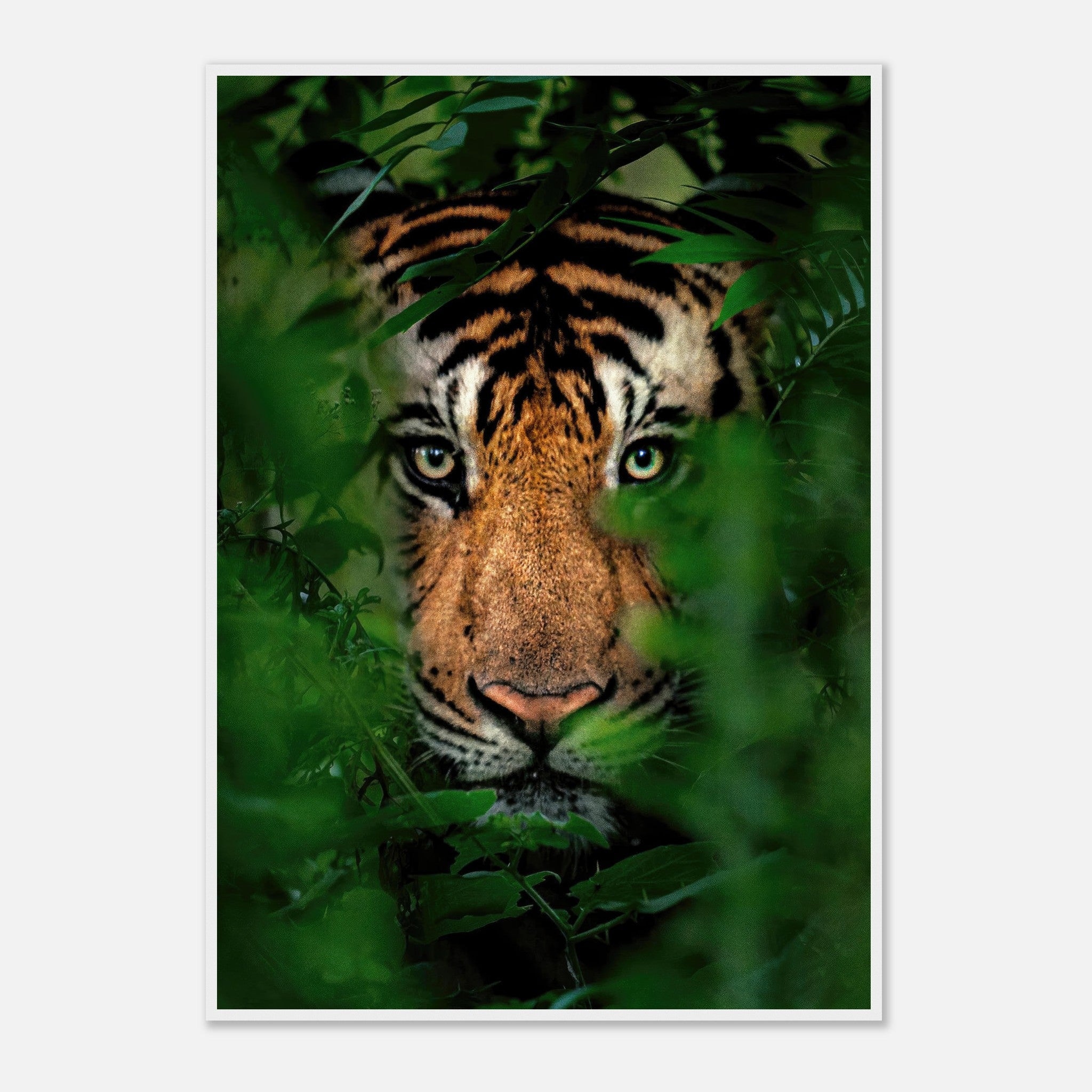 Close-up of a tiger peering through lush green jungle foliage in a stunning framed print.
