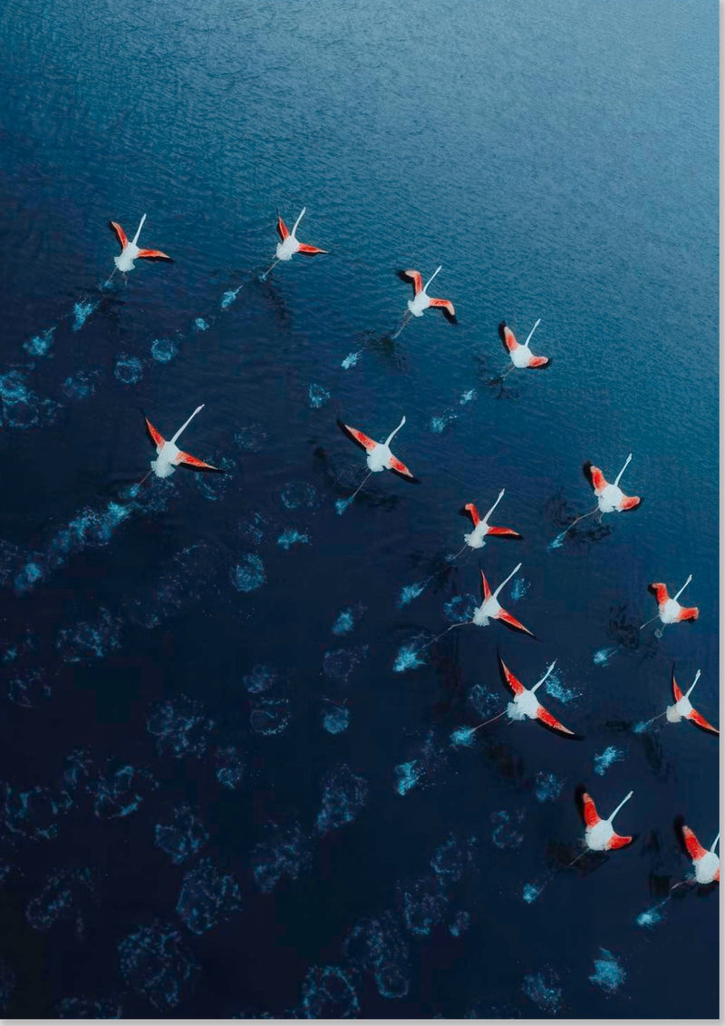 Flamingos Drone Photography