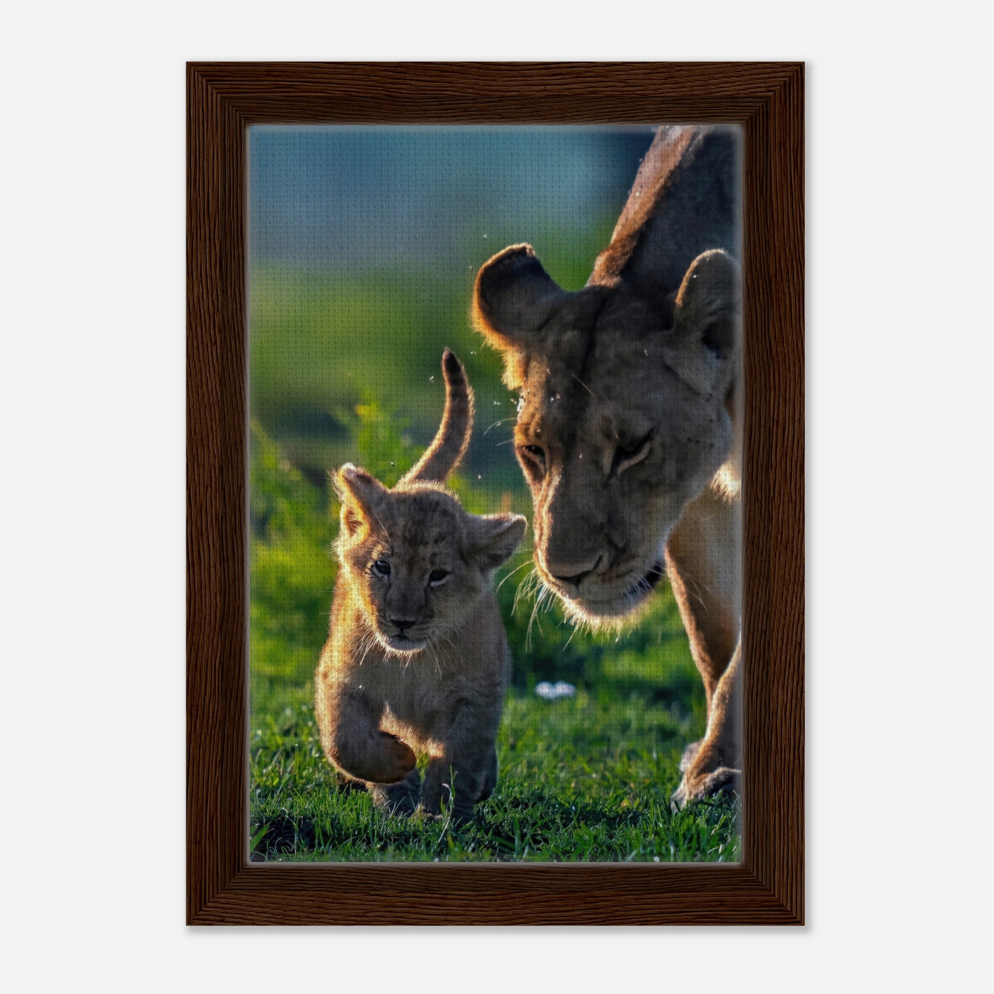 Protective lion mother with playful cub in a sunlit savanna, framed canvas print, showcasing their tender bond.