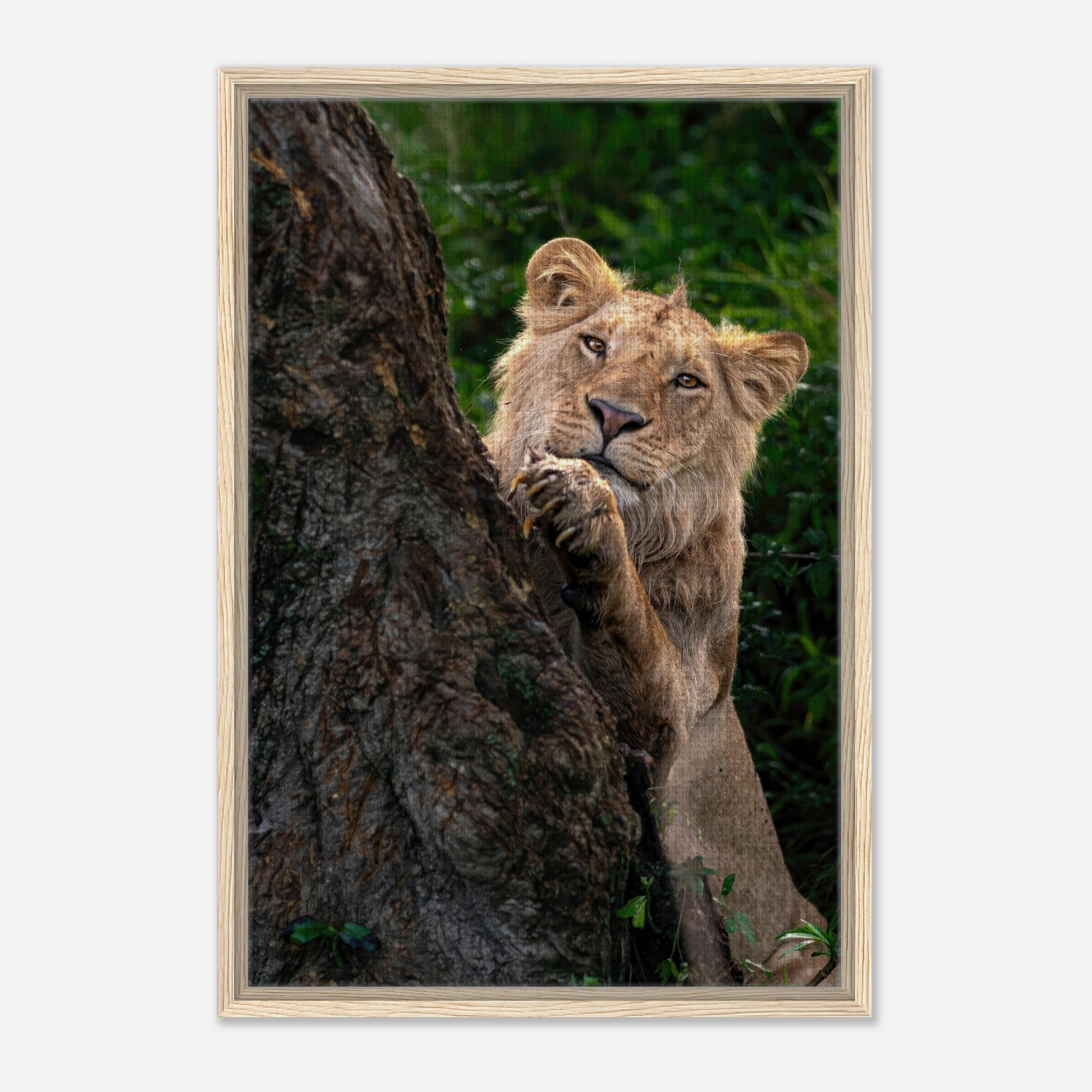 Playful lion peeking from behind a tree in a framed canvas print, showcasing vibrant colors and detailed artwork.