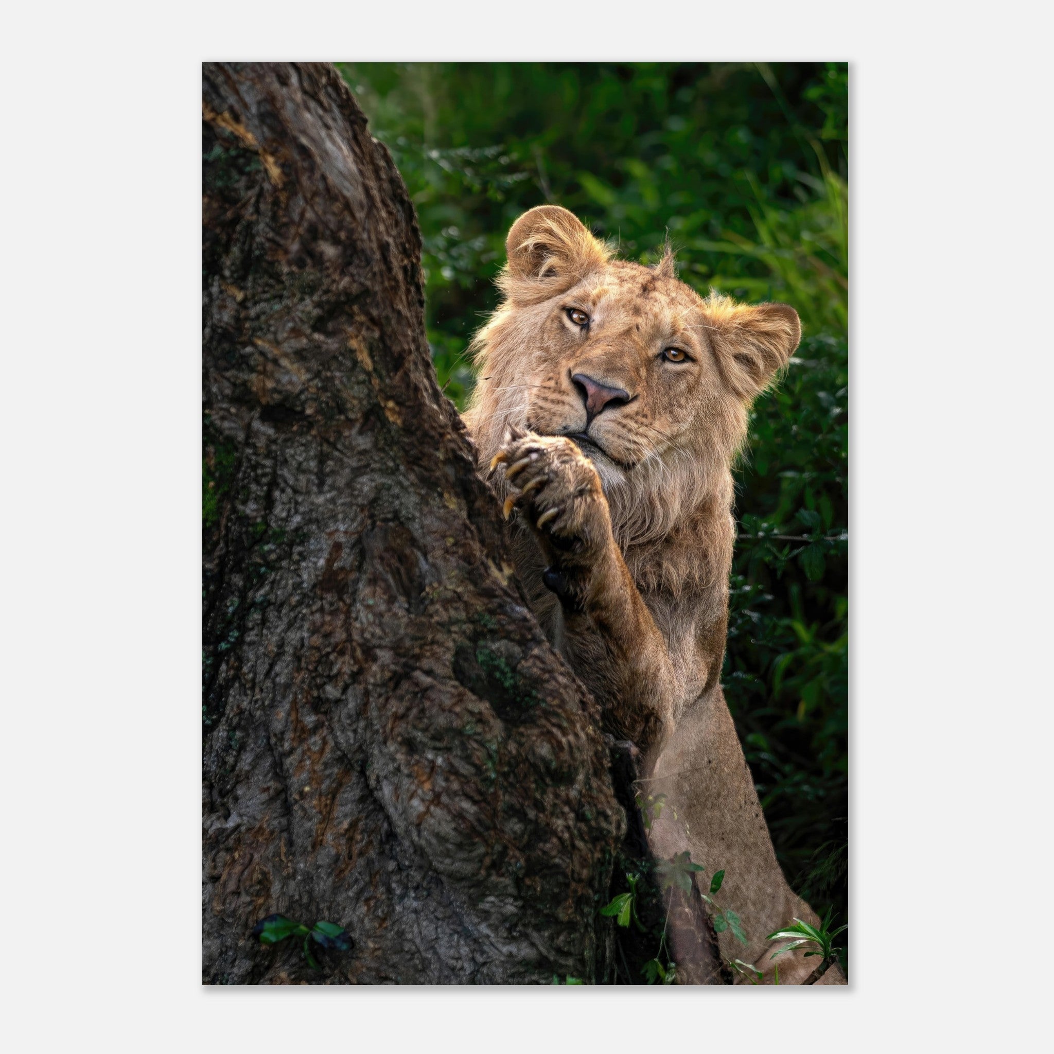 Playful lion peeking from behind a tree on a high-quality metal print, showcasing vibrant colors and details.