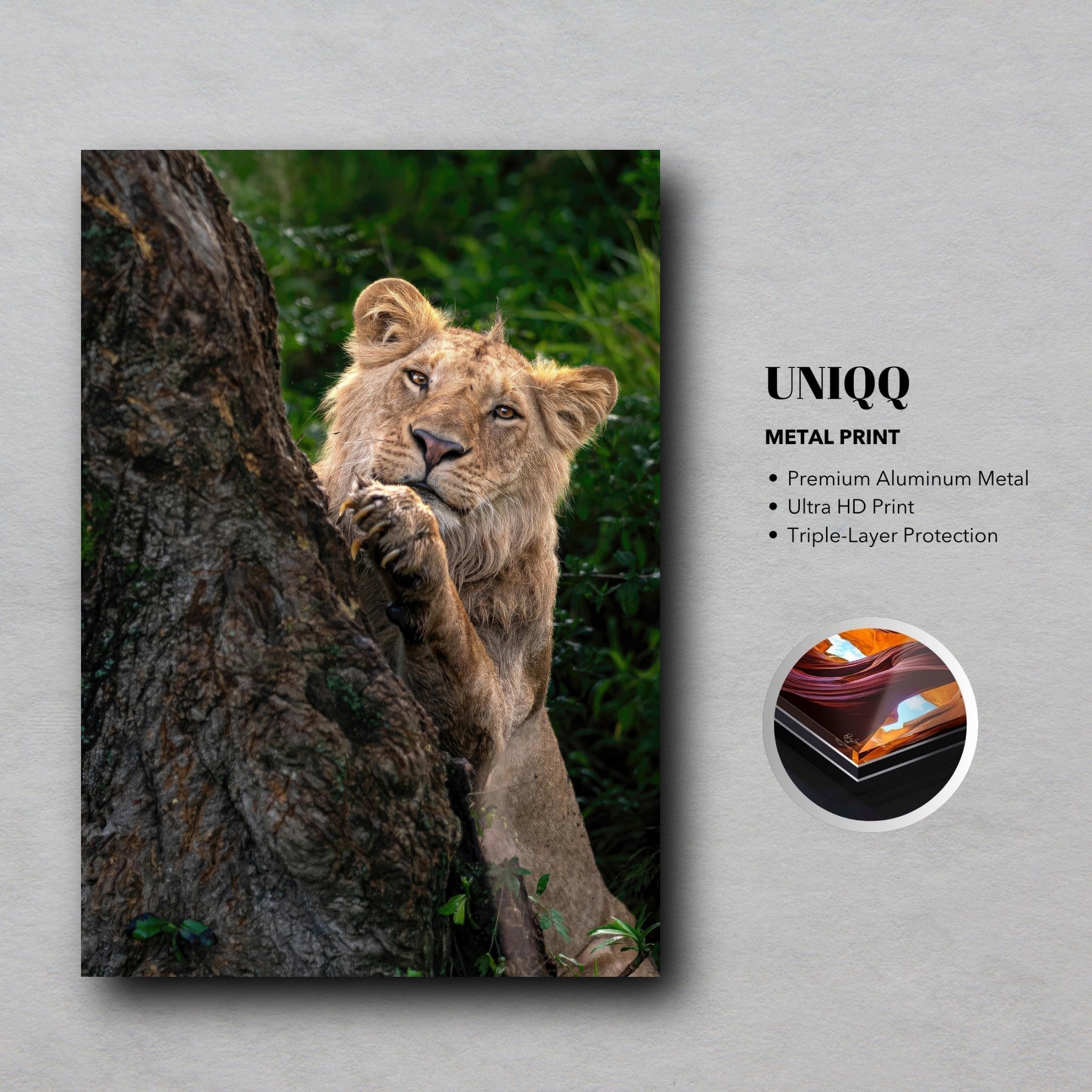 Playful Lion metal print featuring a young lion peeking from behind a tree with vibrant colors and sharp details.