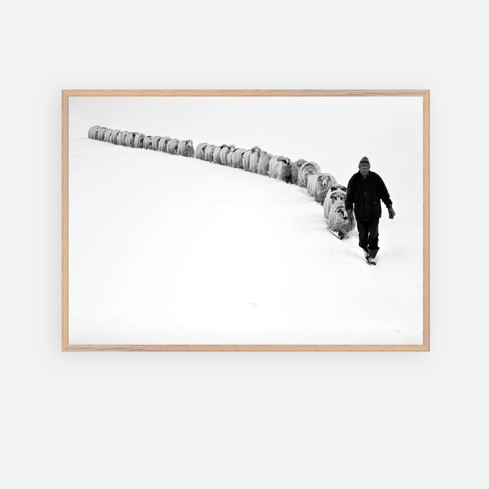 Black and white photograph of a shepherd guiding sheep through a snow-covered landscape in a vintage frame.