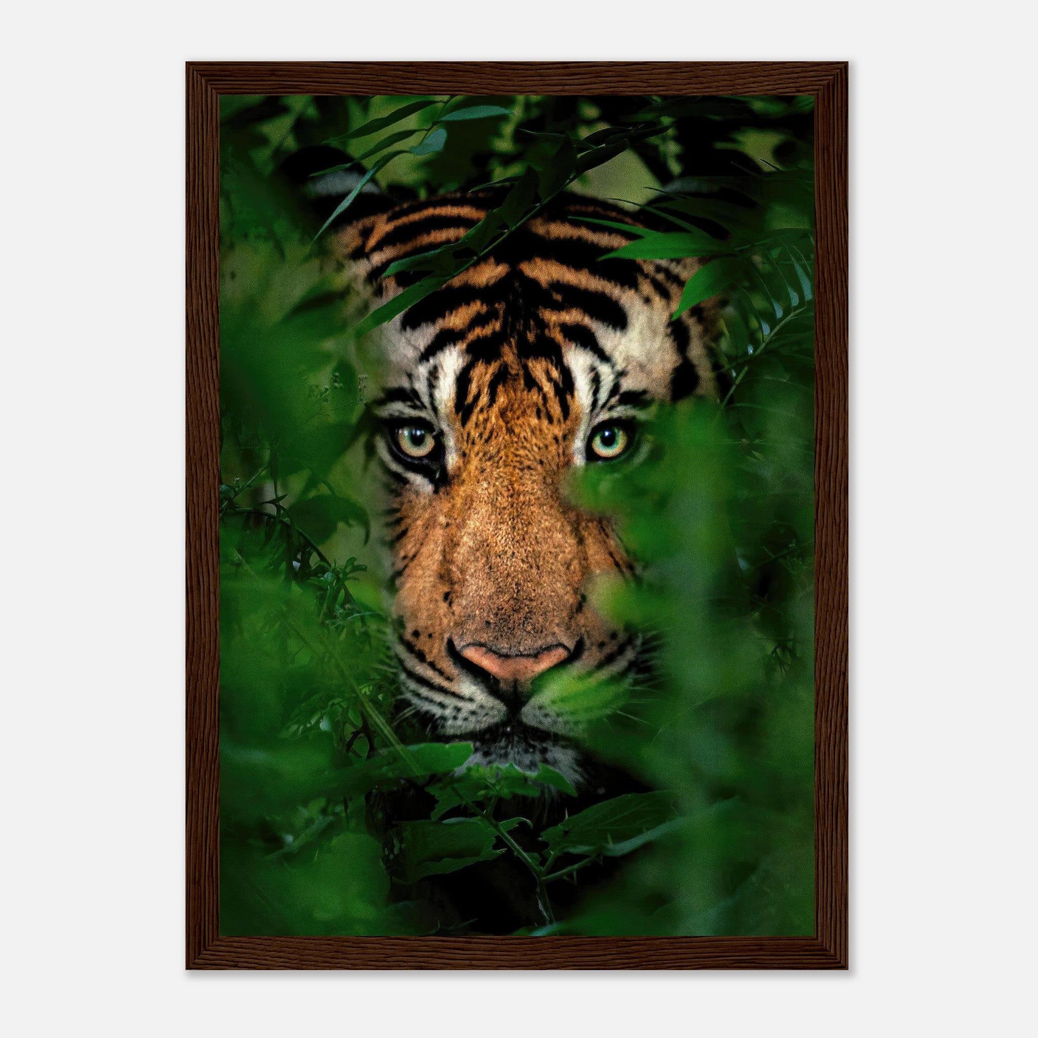 Tiger Through Jungle framed print featuring a close-up of a tiger's face among lush green leaves.