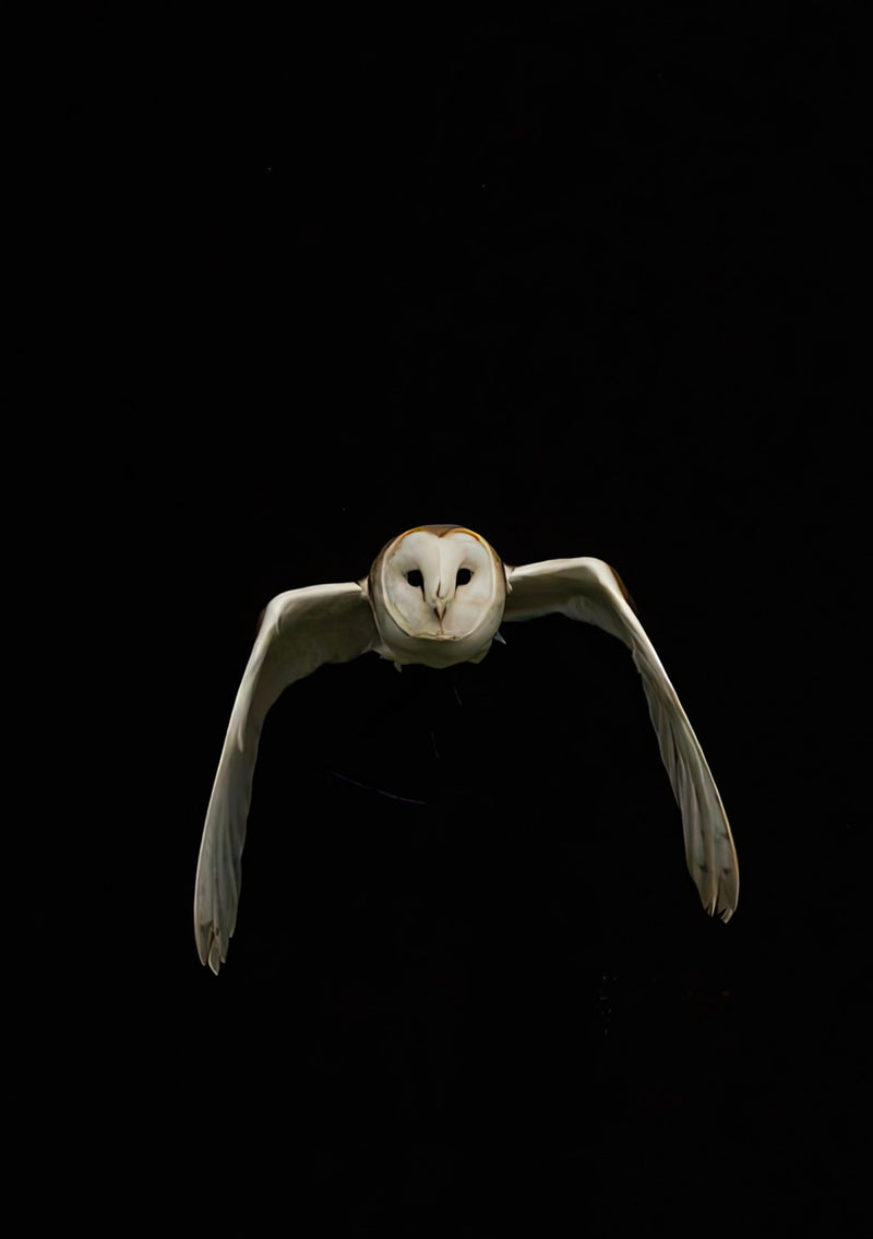 Búho