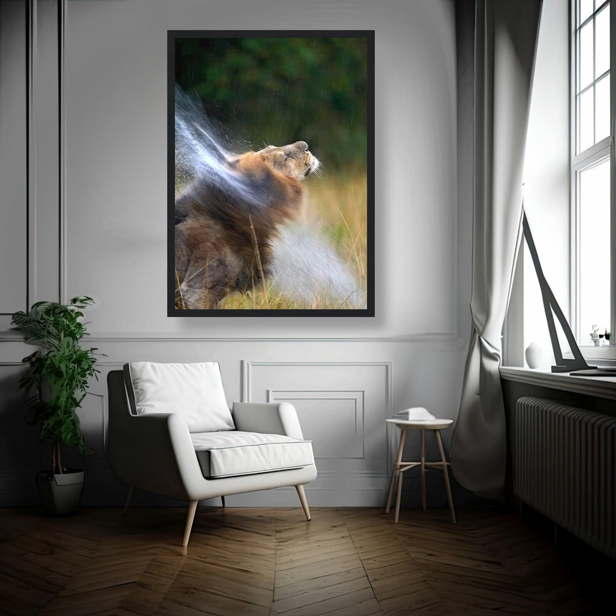 Lion shaking off water framed print displayed in a modern living room with stylish decor.