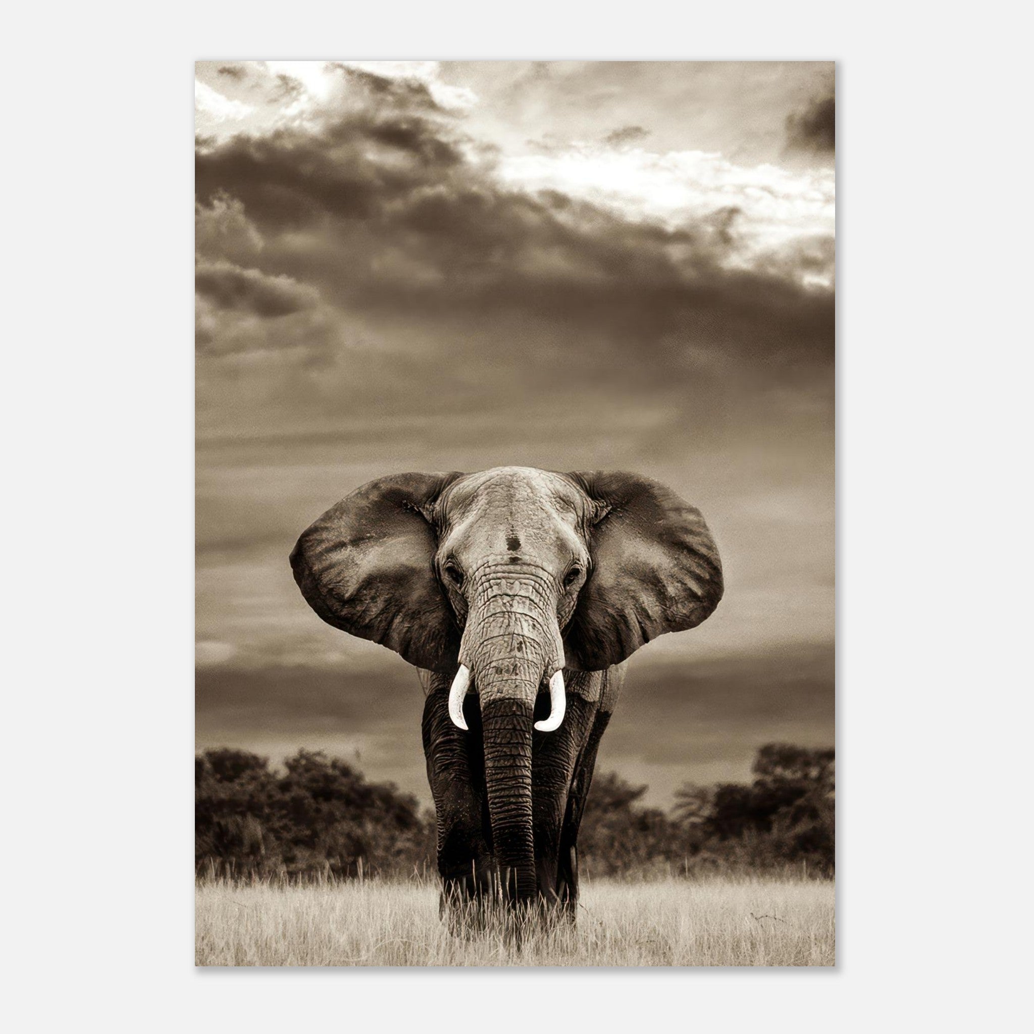 Stunning elephant portrait photography poster showcasing majestic detail and emotion in monochrome.