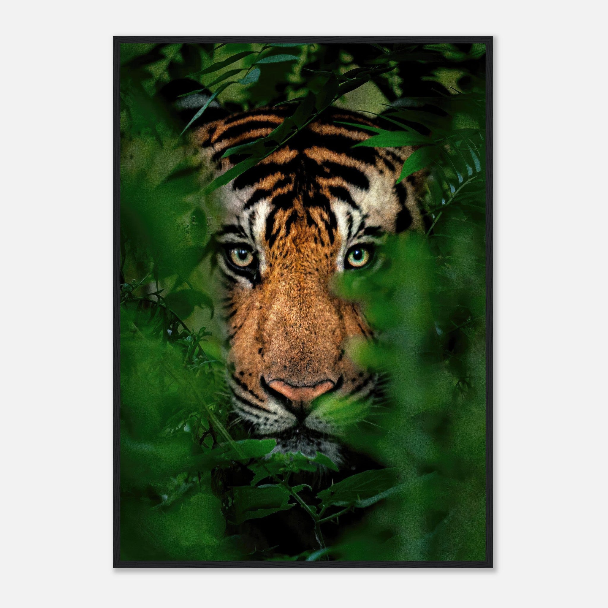 Tiger Through Jungle framed print showcasing a majestic tiger peering through lush green foliage.