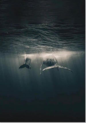 Whales in Ocean Underwater