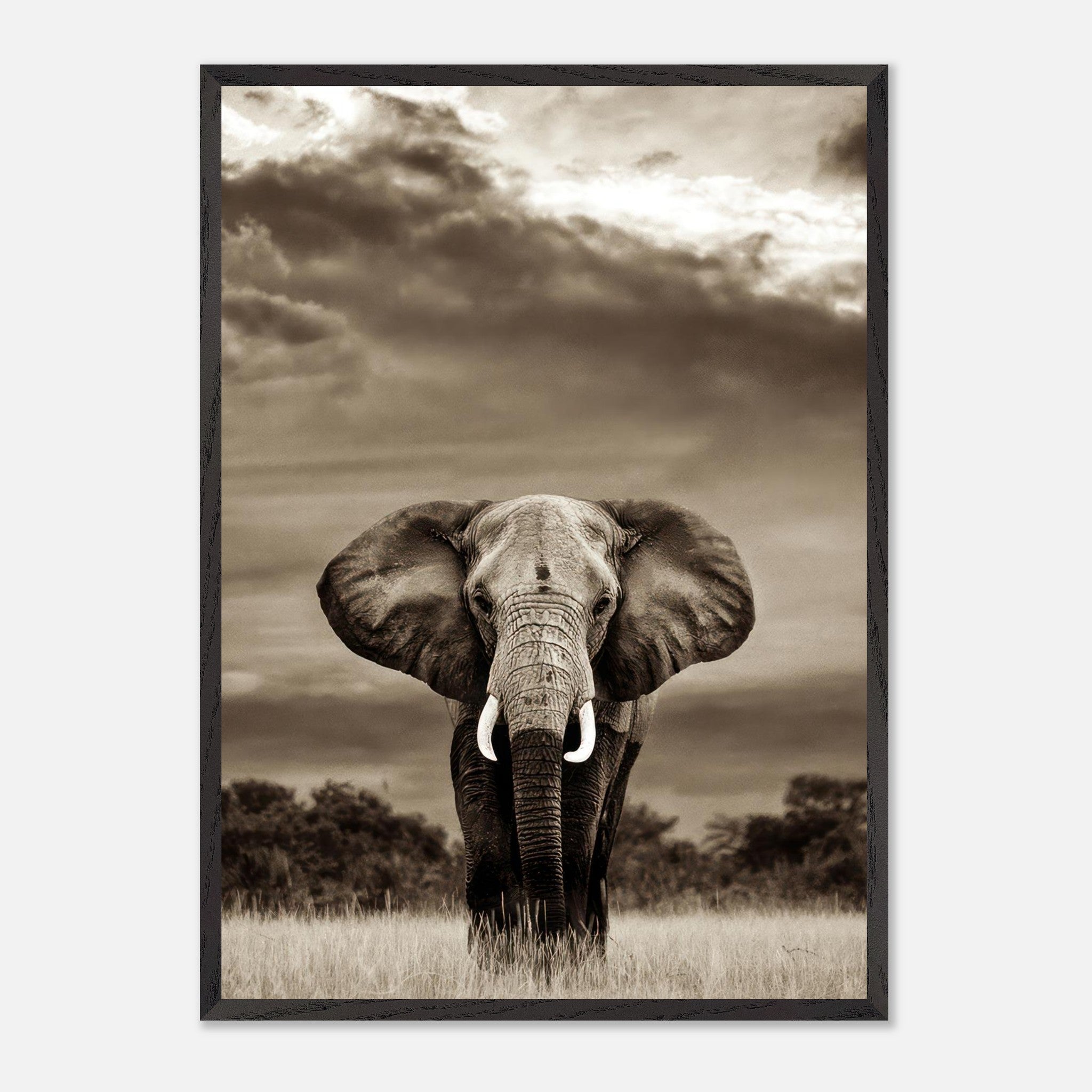 Black-and-white elephant portrait photography showcasing majestic wildlife in a natural habitat.
