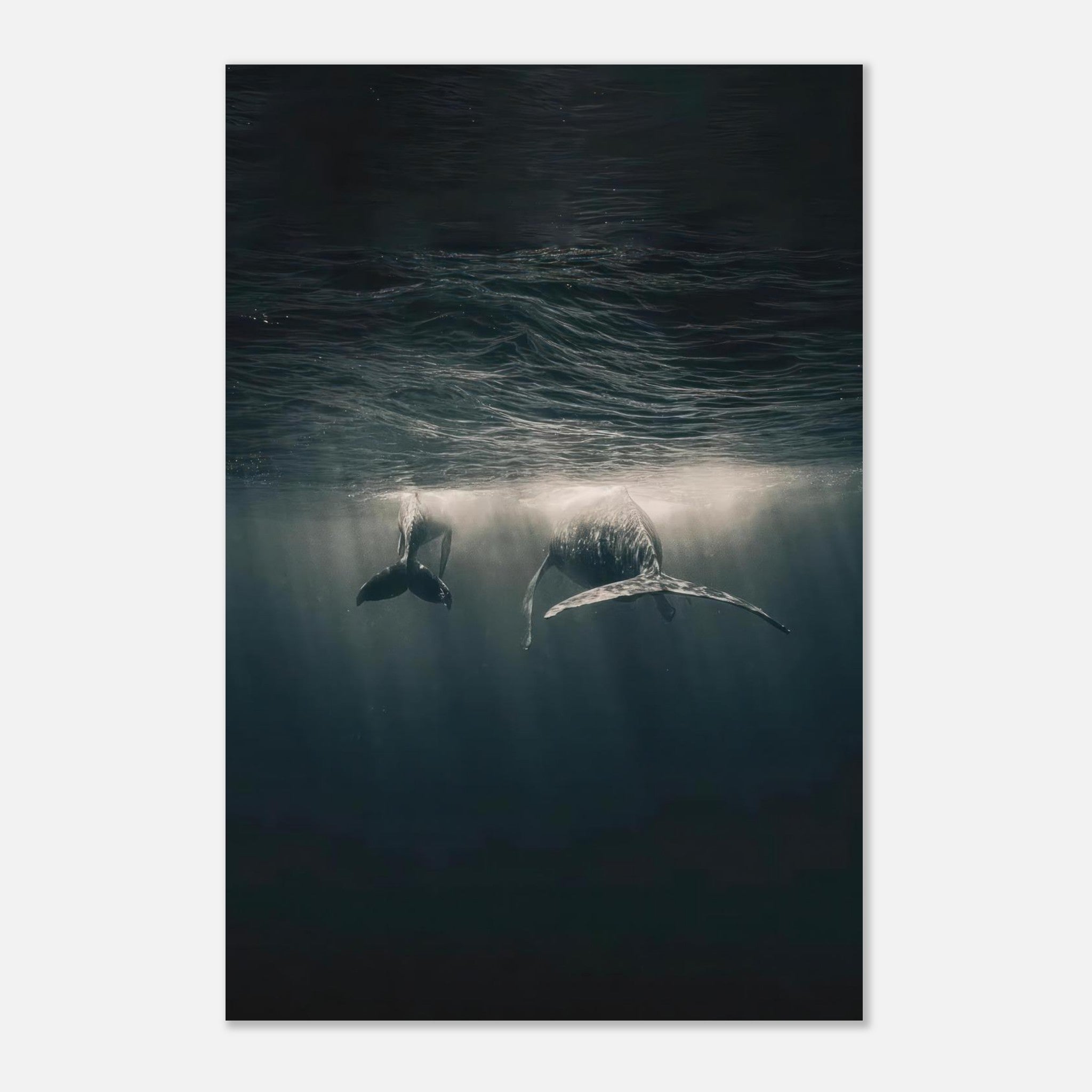 Majestic whales gliding underwater in the ocean, captured in stunning detail for home decor.