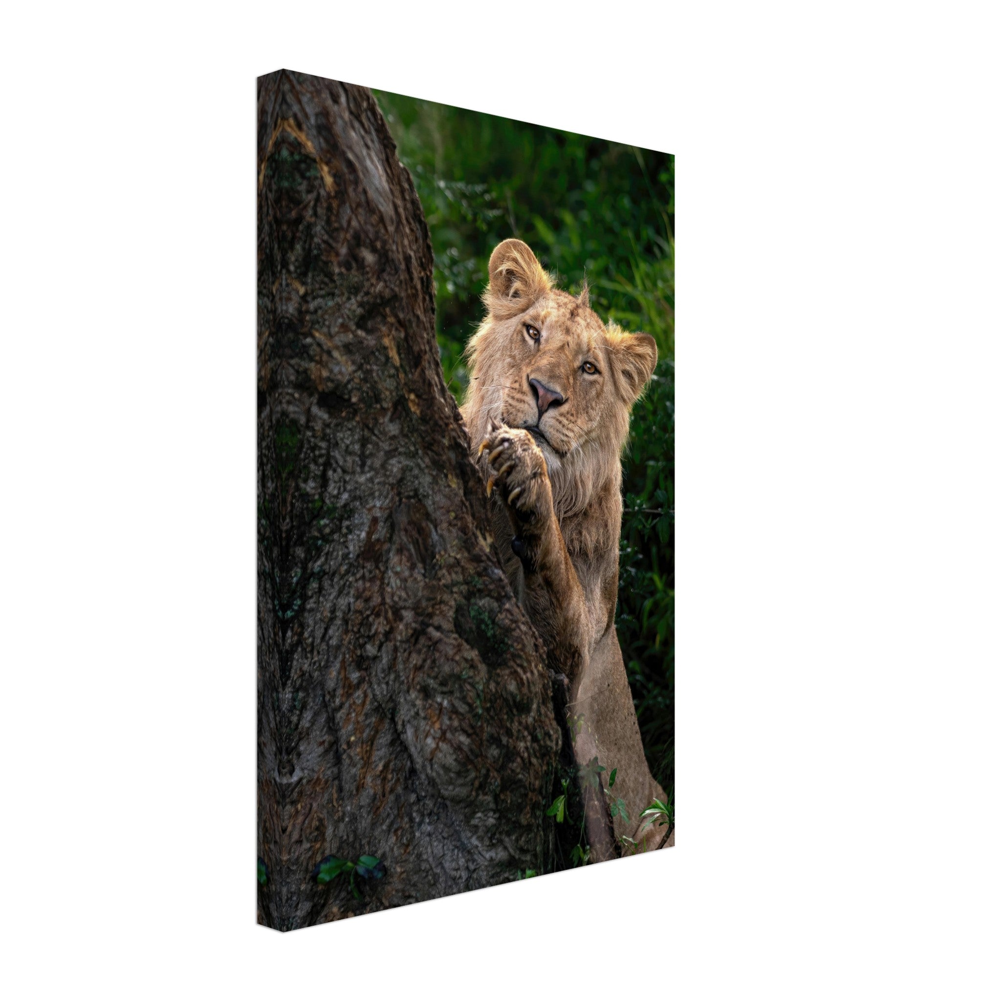 Playful lion canvas art featuring a young lion peeking from behind a tree, showcasing vibrant greens and intricate textures.