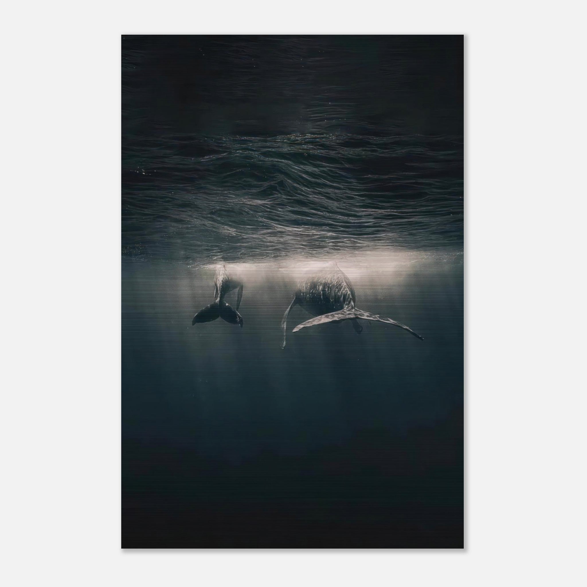 Elegant whales gliding underwater in deep ocean, showcasing tranquility and beauty in brushed metal print.