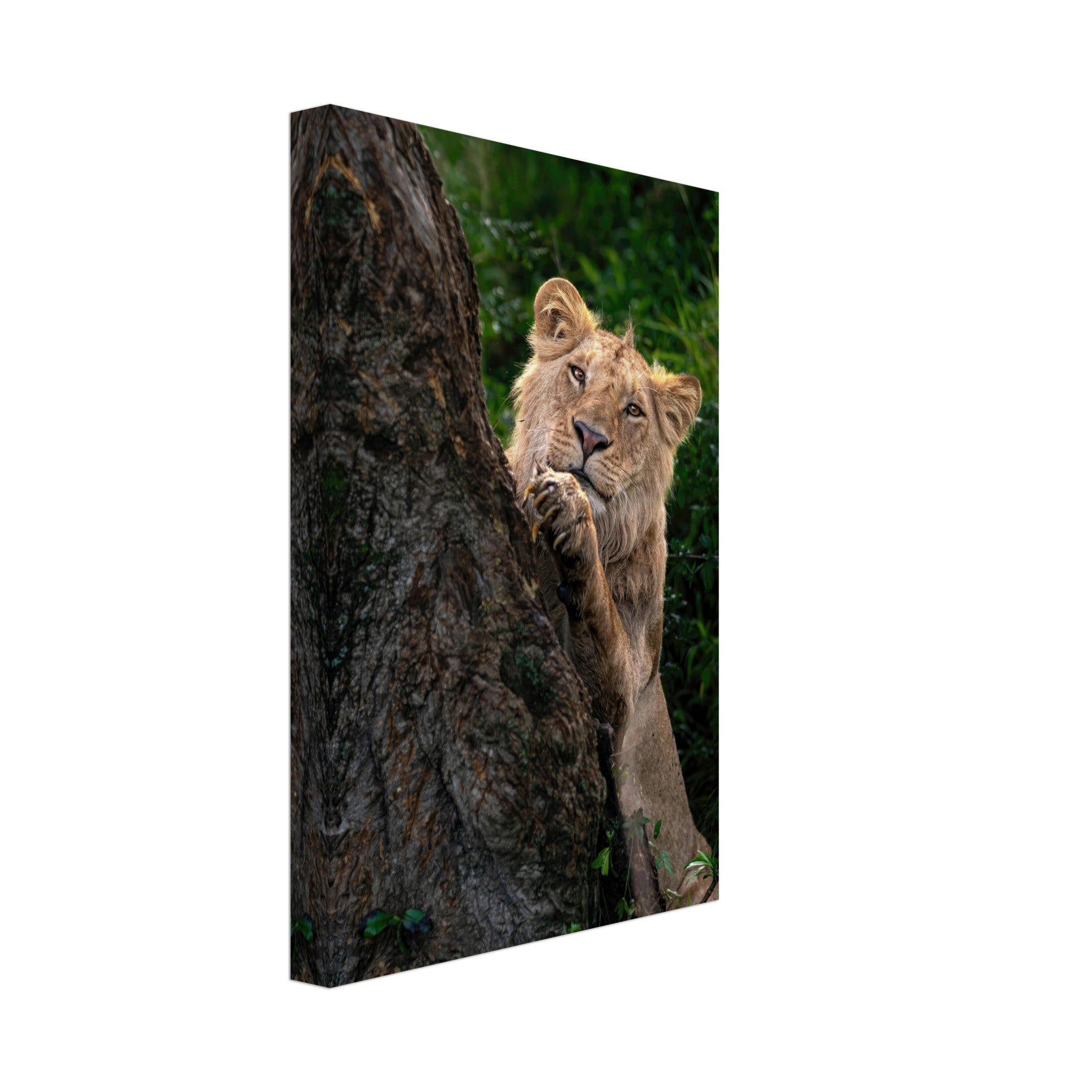 Playful lion peeking from behind a tree on a vibrant canvas, showcasing wild beauty and curiosity.