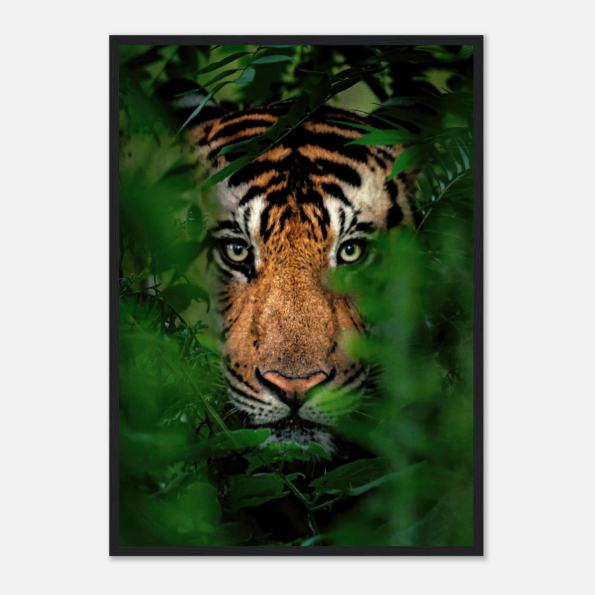 Close-up of a tiger's face peering through jungle foliage, framed print for wildlife enthusiasts.