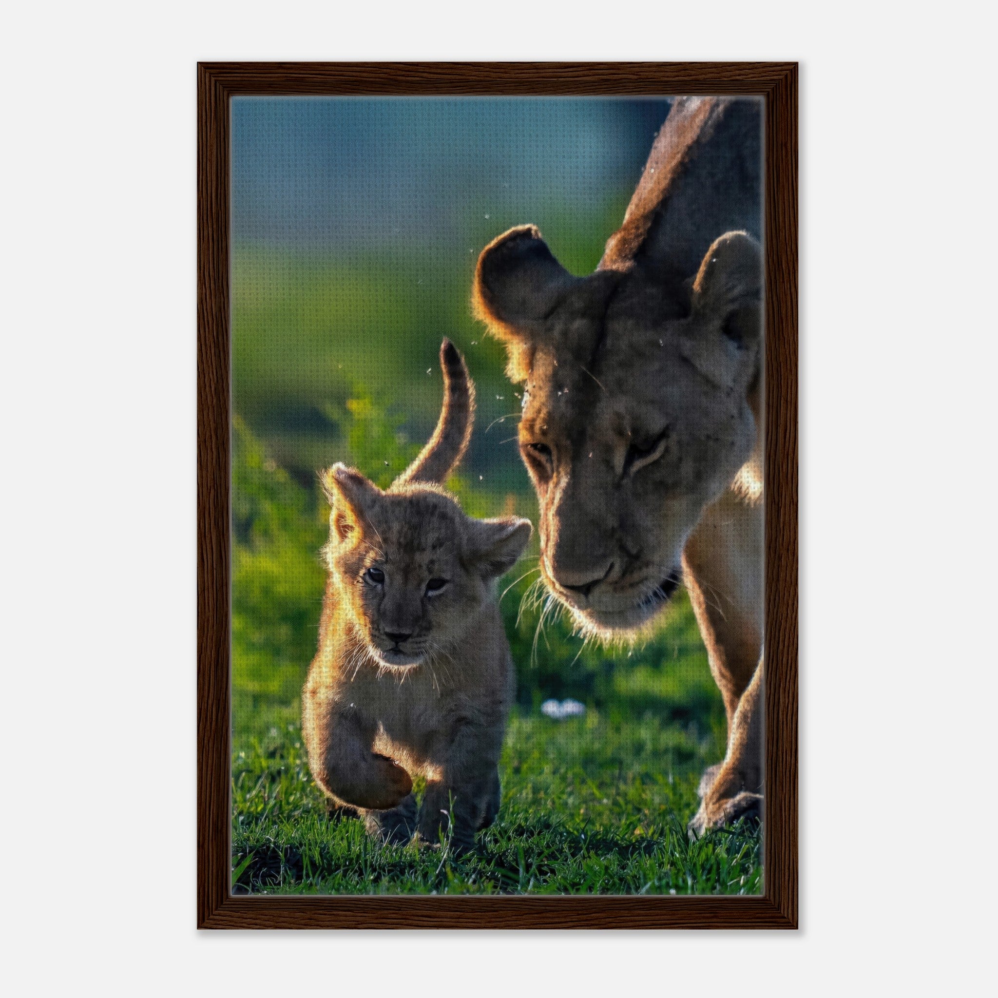 Protective Lion Mother Framed Canvas Print with lioness and cub in sunlit savanna, showcasing their bond and nature's beauty.